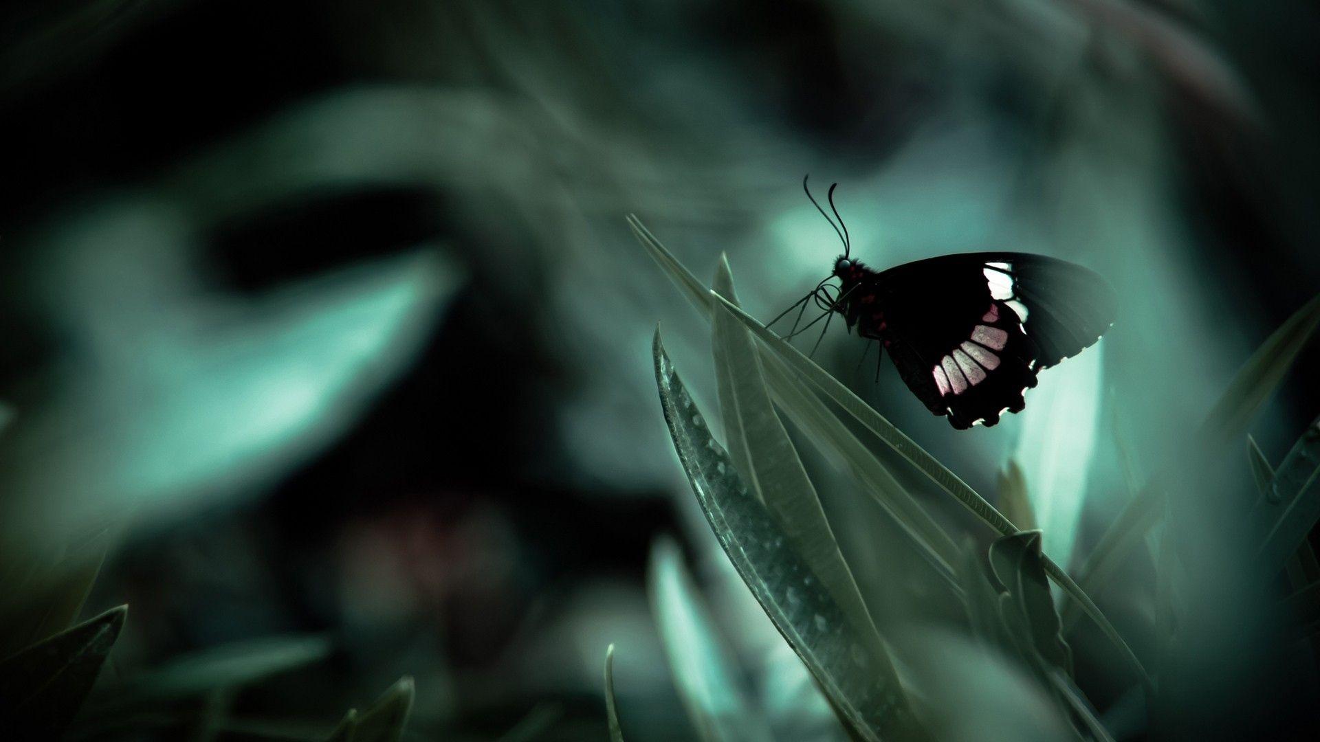 1920x1080 Dark Butterfly Wallpaper