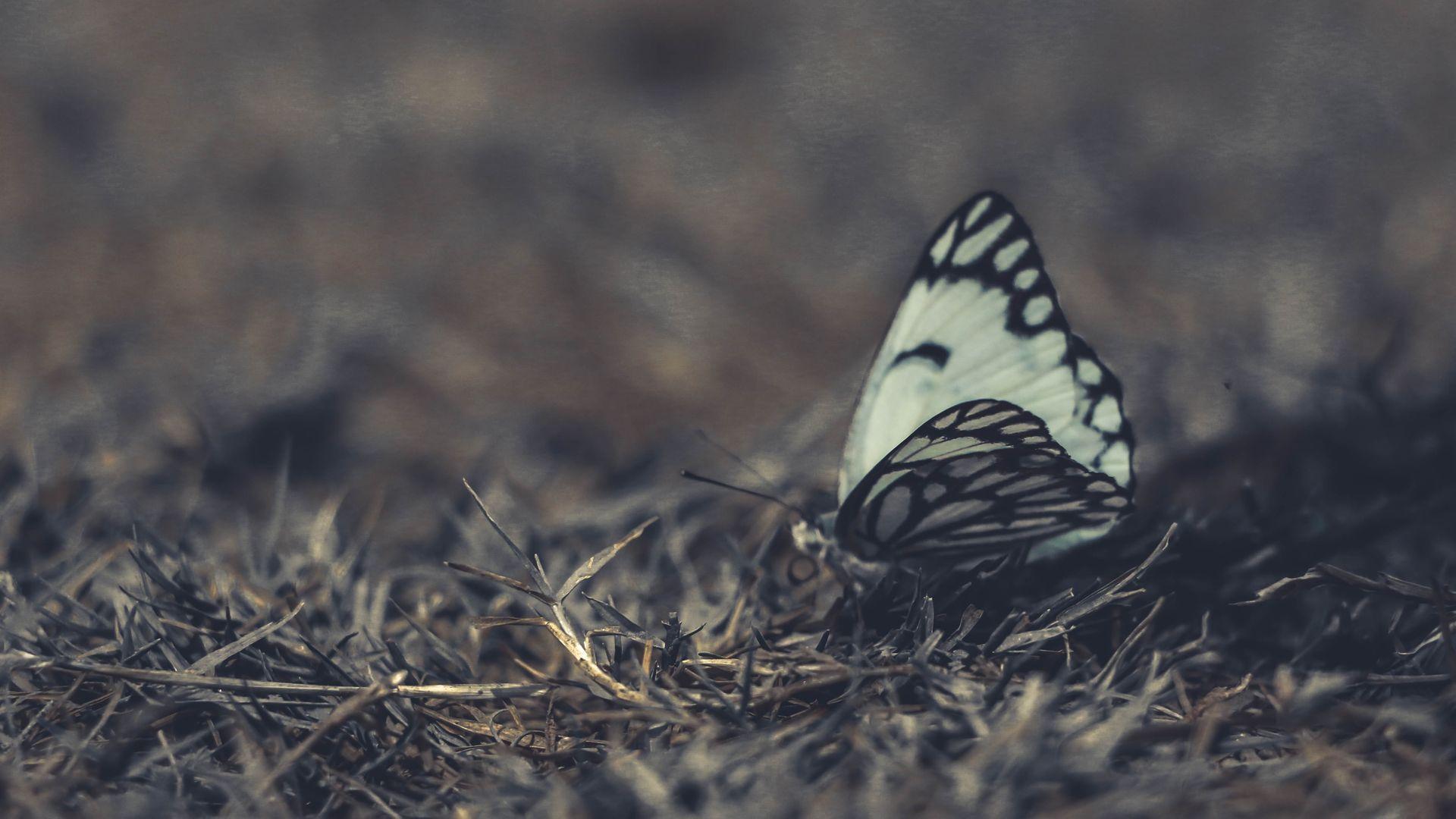 1920x1080 White and Black Butterfly on Grass Wallpaper