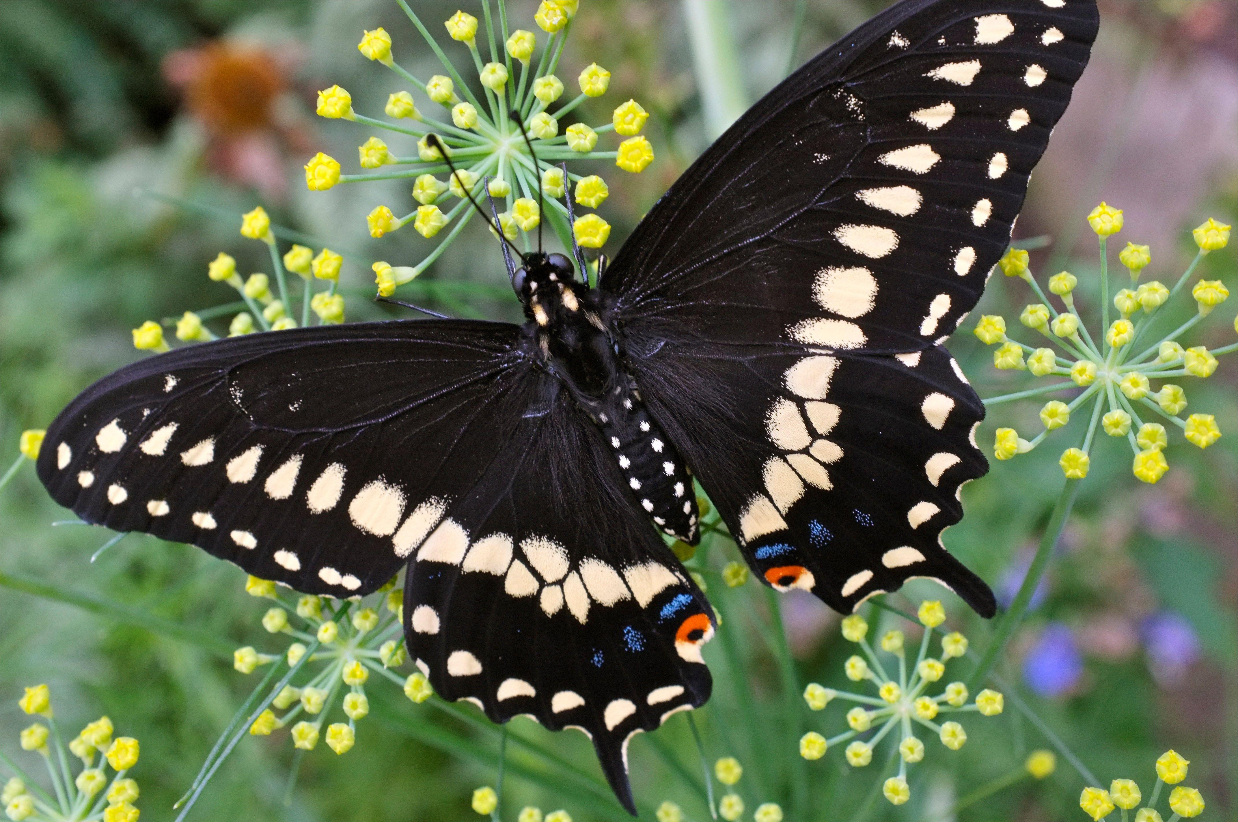 4288x2848 white and black butterfly HD wallpaper HD wallpaper, Background