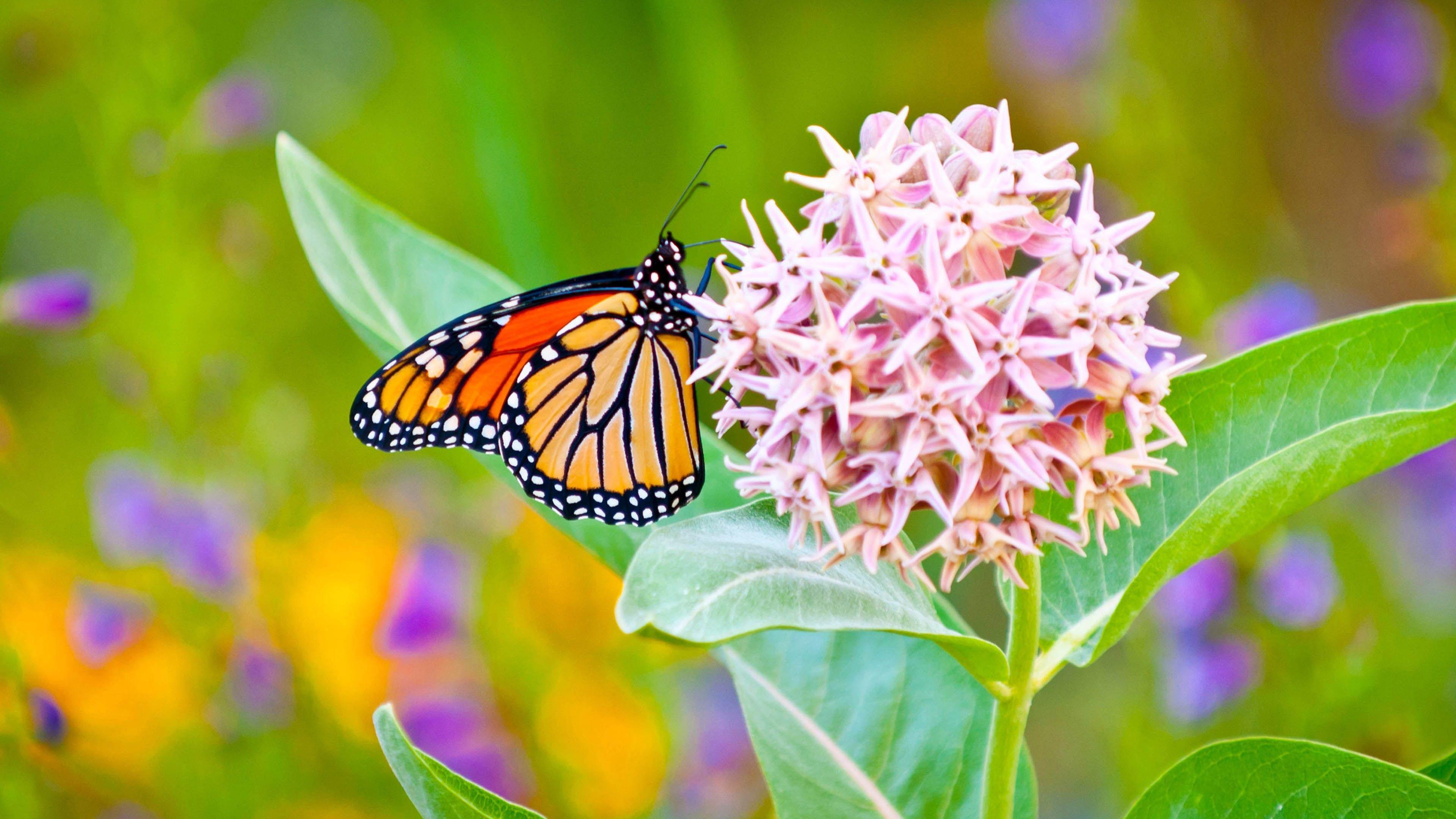3840x2160 Orange Black Butterfly On Milkweed Flower 4K HD Butterfly Wallpaper