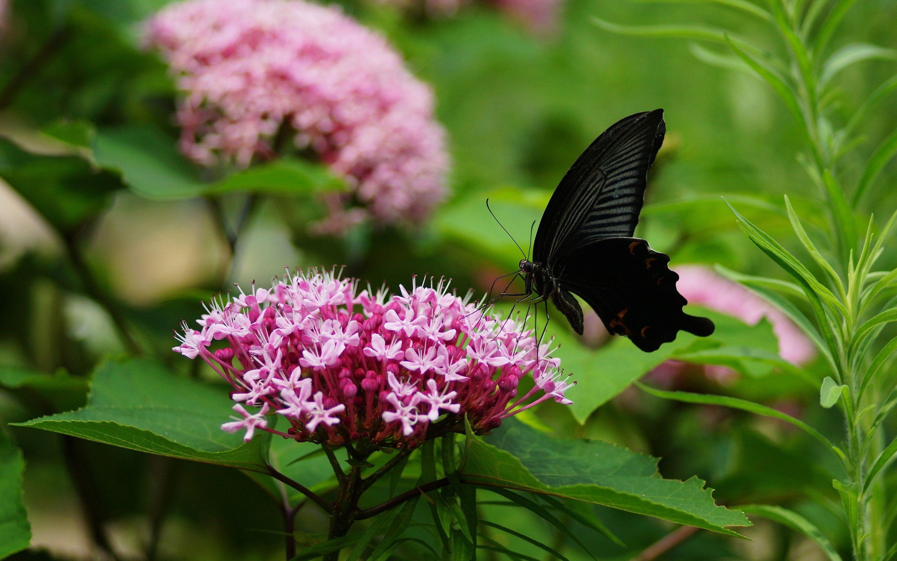2880x1800 black butterfly HD Desktop Wallpaperk HD