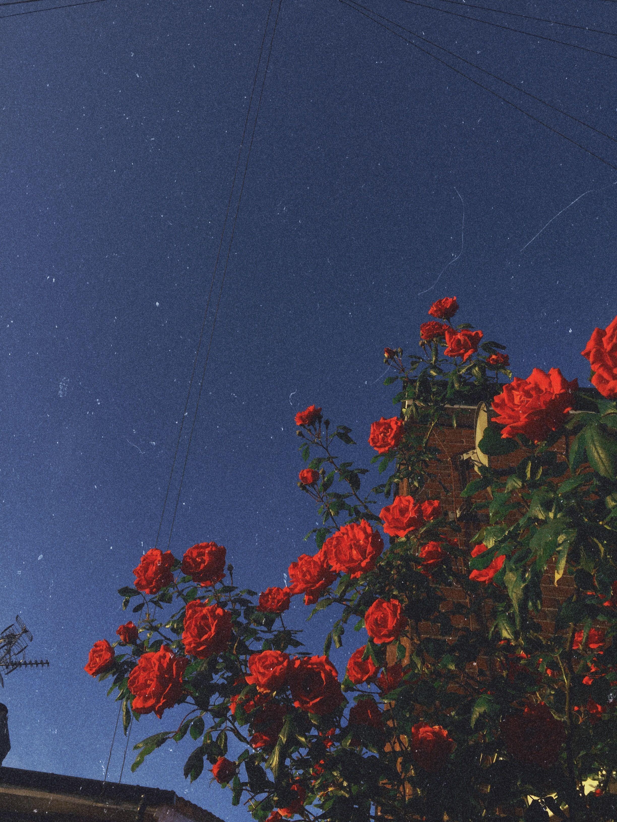 2448x3264 Aesthetics Flower Grunge Wallpaper