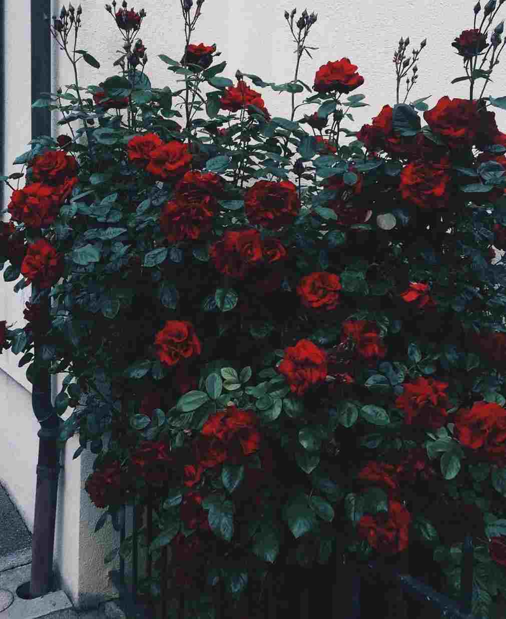 1011x1237 Flower Aesthetic Wallpaper HD Background