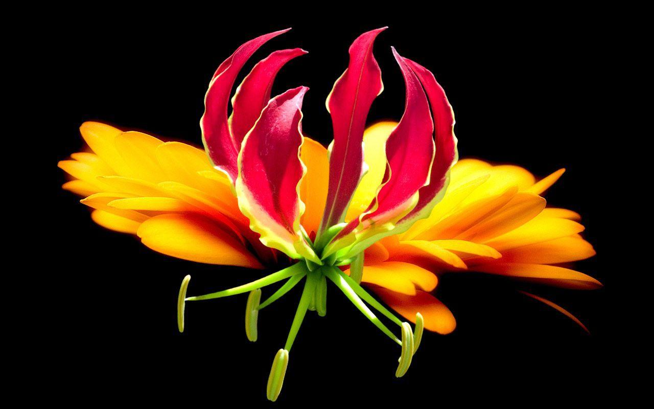1280x800 Tropical Flowers wallpaperx800