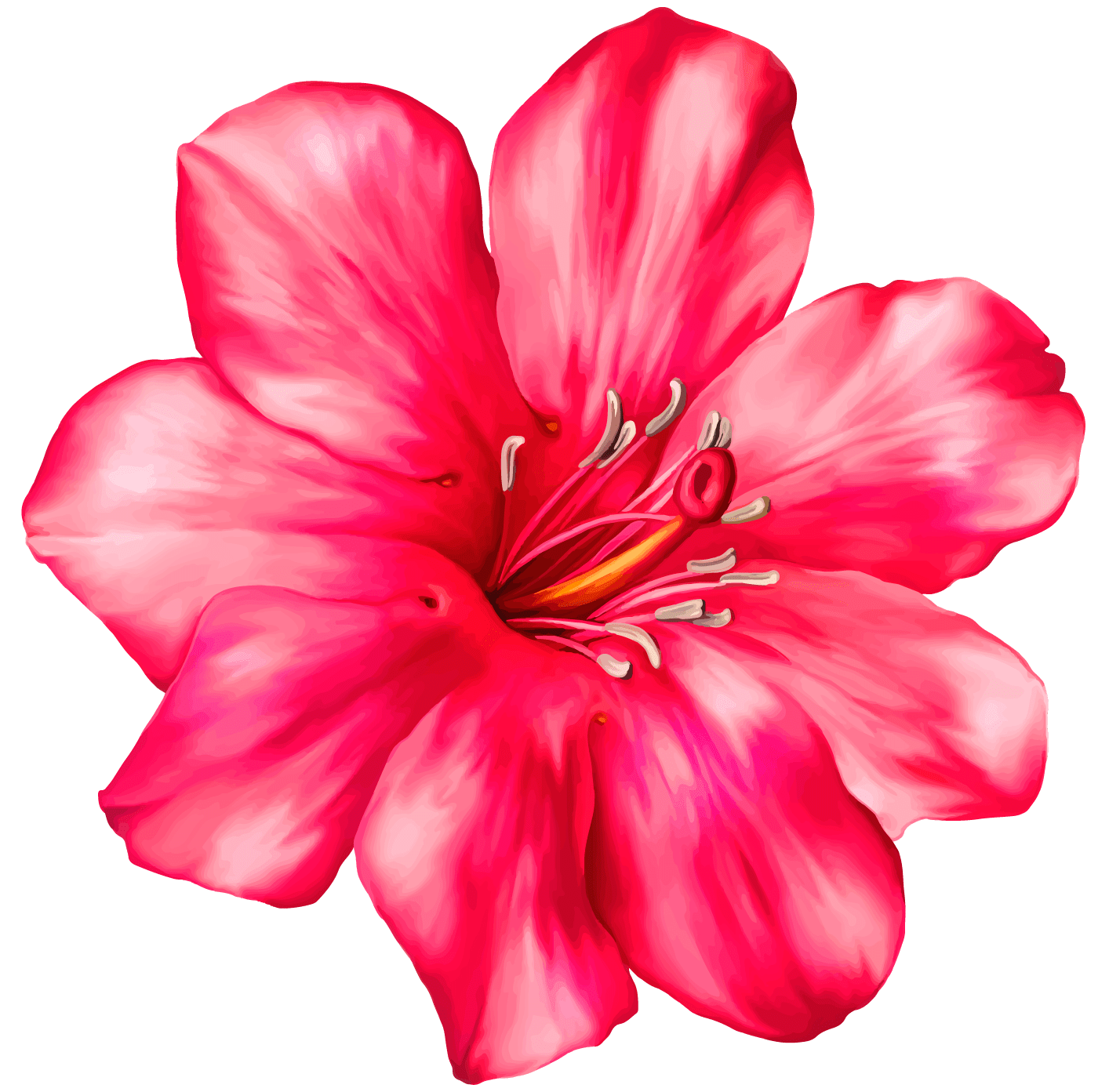 1414x1393 Flower clipart tropical, Flower tropical Transparent FREE for download on WebStockReview 2020