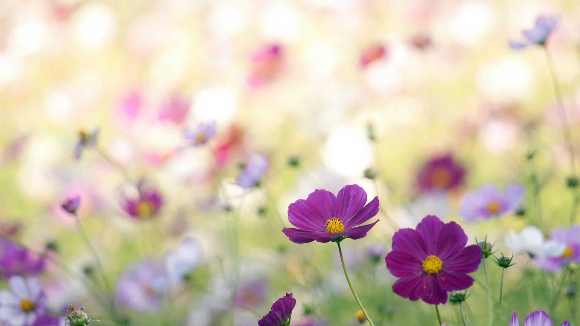 1920x1080 Tropical Flowers wallpaperx800