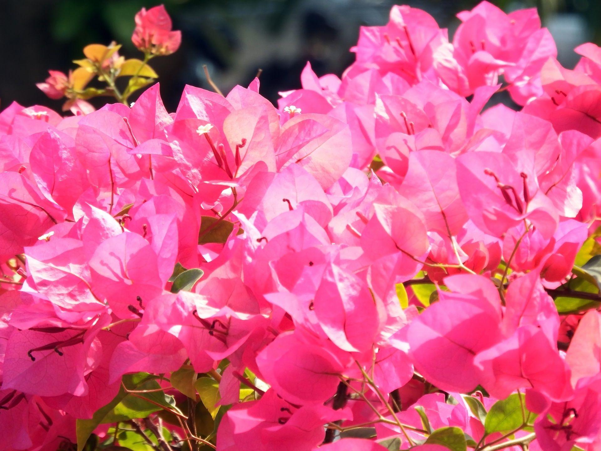 1920x1440 Pink Tropical Flowers Growing Free Domain Picture
