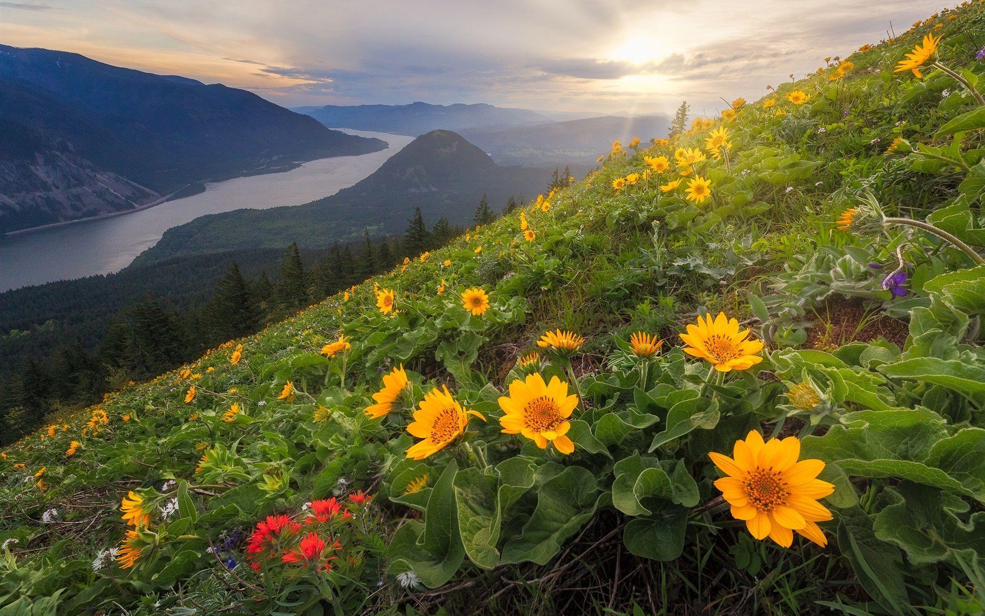 1920x1200 Wallpaper Dog Mountain, Yellow Flowers, Slope, Cascade Range With River And Flowers