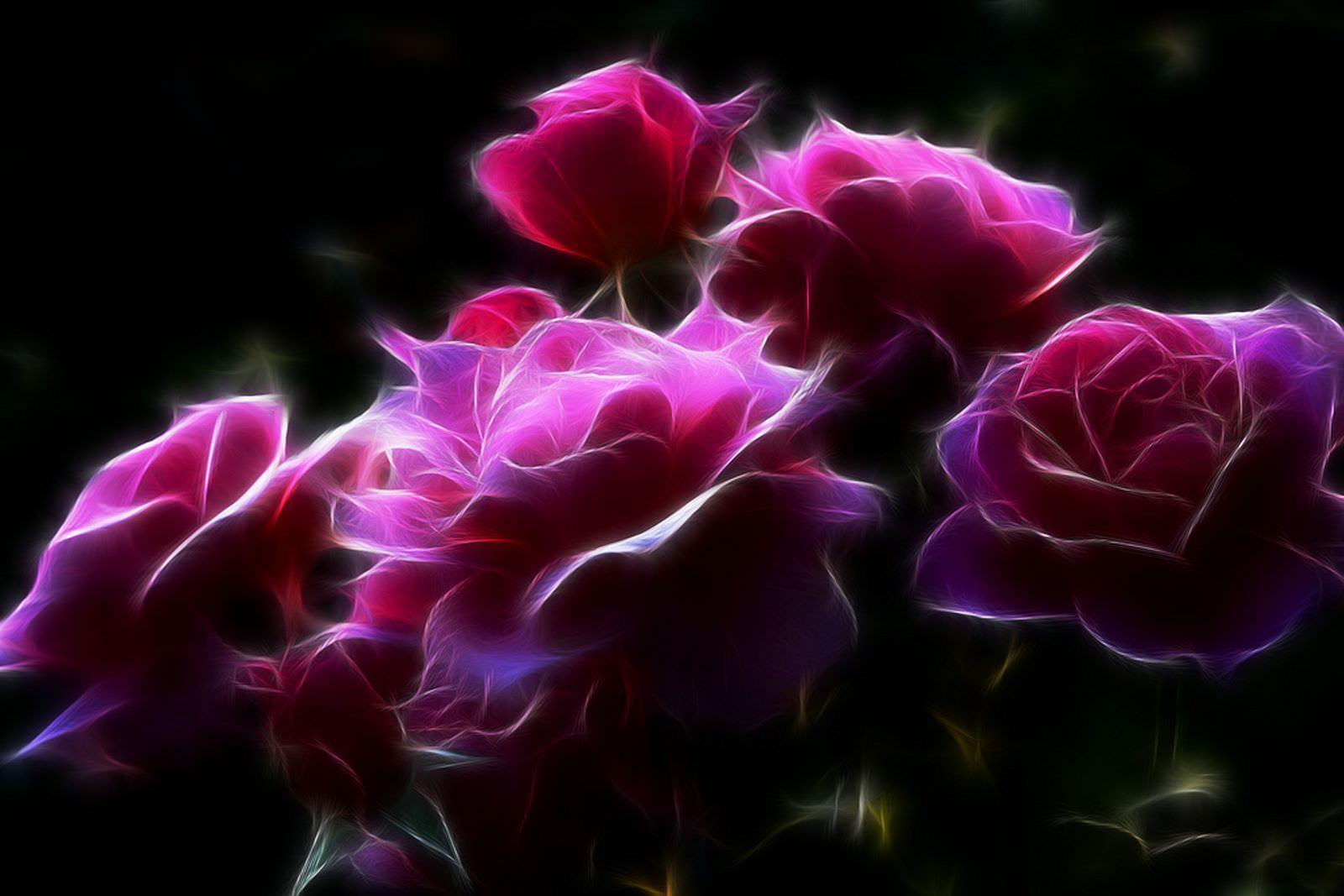 1600x1067 Gothic Roses Wallpaper