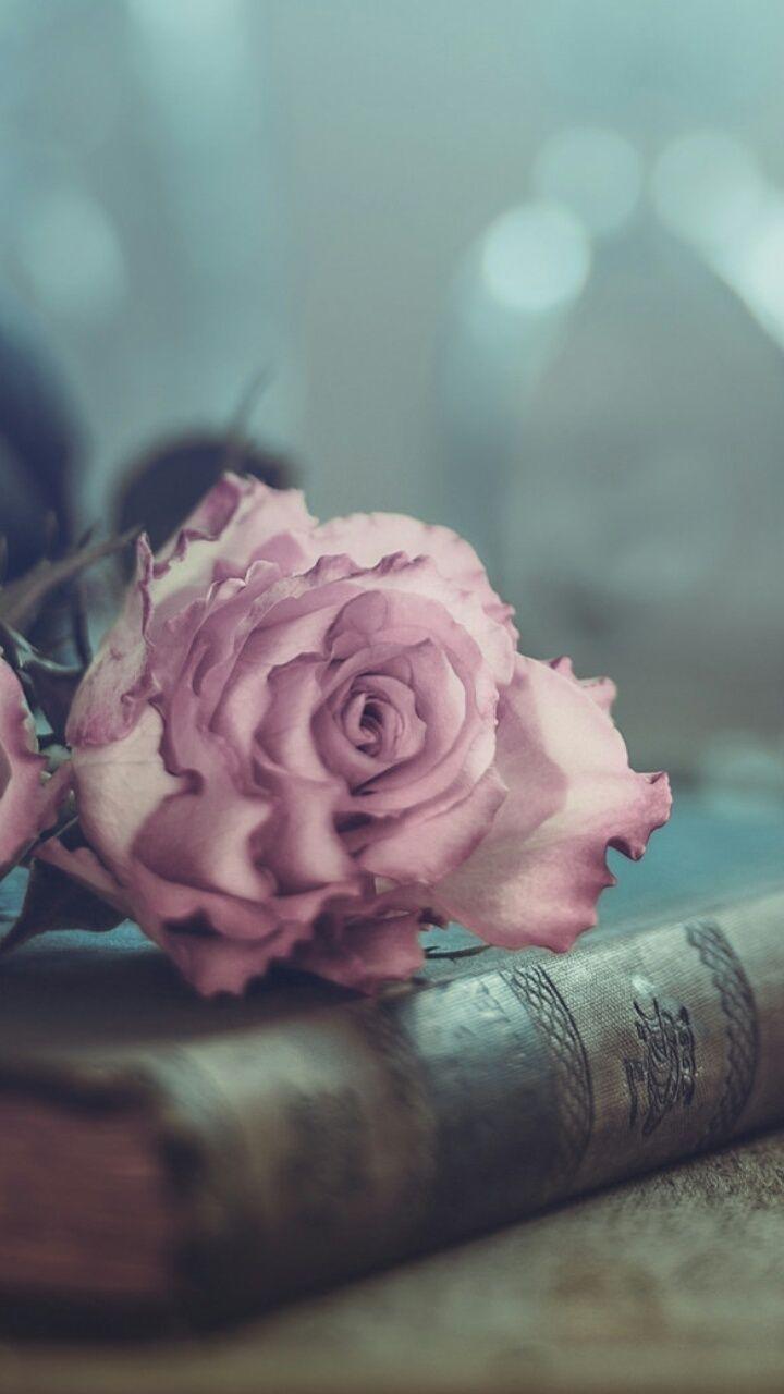 720x1280 art, background, beautiful, beauty, colorful, design, flora, flowers, inspiration, nature, photography, rainbow, retro, rosa, soft, still life, style, vintage, wallpaper, we heart it, wallpaper flowers, beautiful art, beauty flowers, beauty art