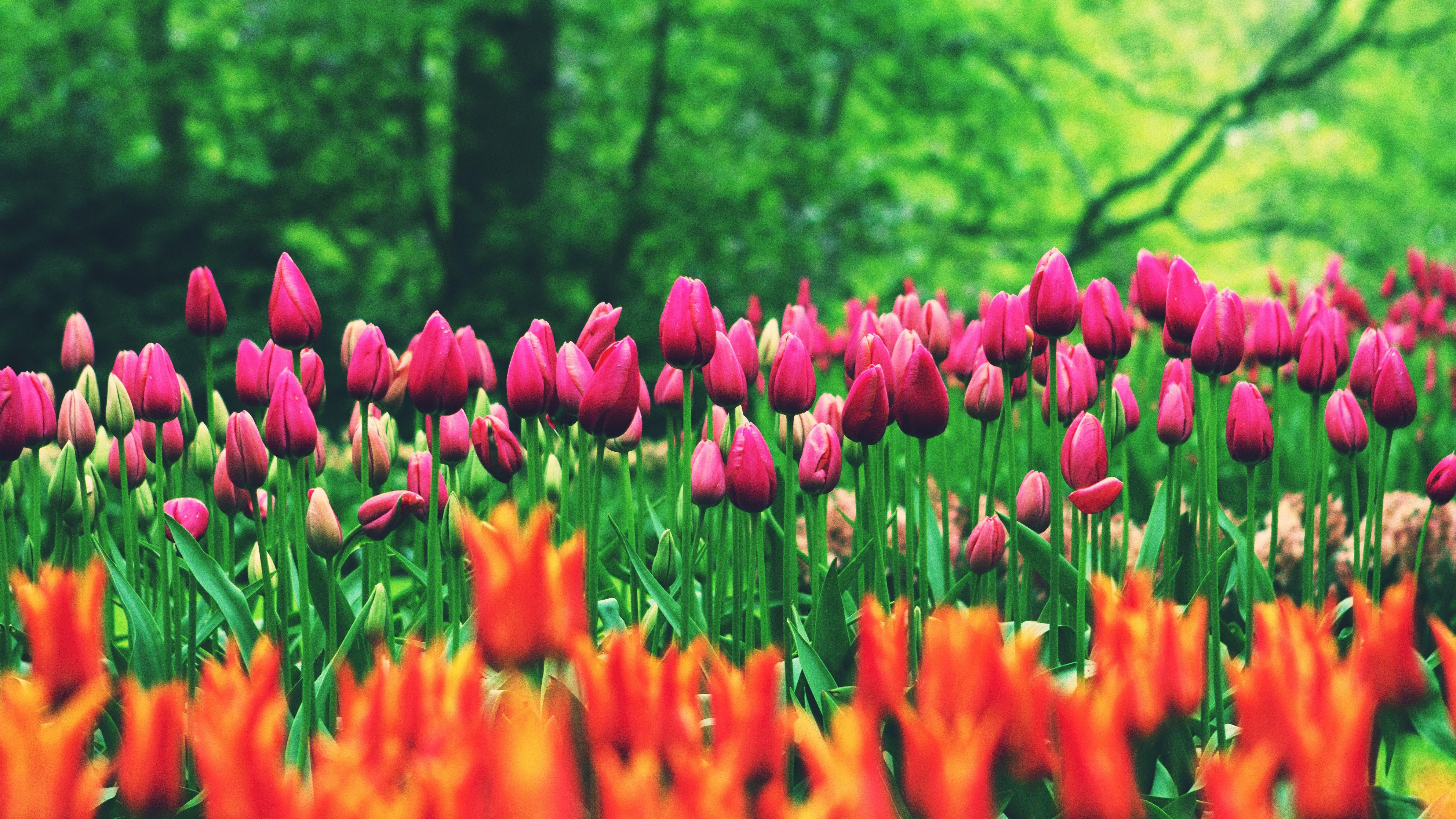 7680x4320 Flower Field Tulips 8K Wallpaper