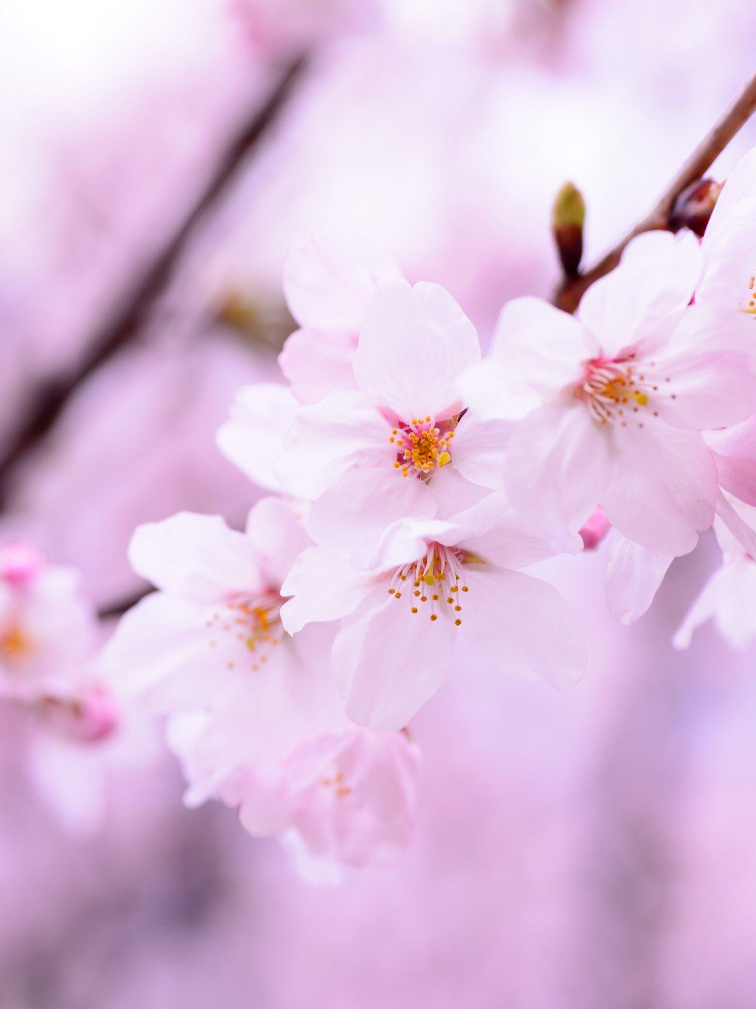 Dark Cherry Blossom Wallpapers - Top Free Dark Cherry Blossom ...