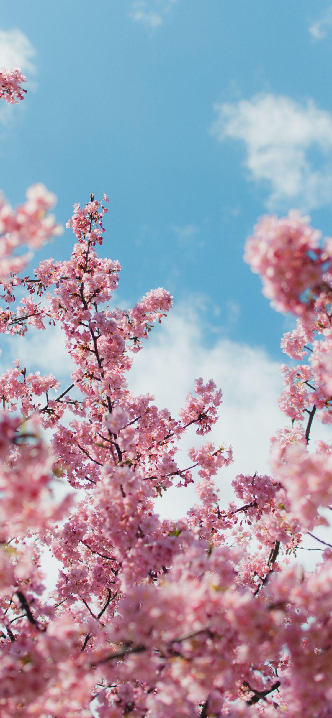 1125x2436 4k Wallpaper iPhone Cherry Blossom