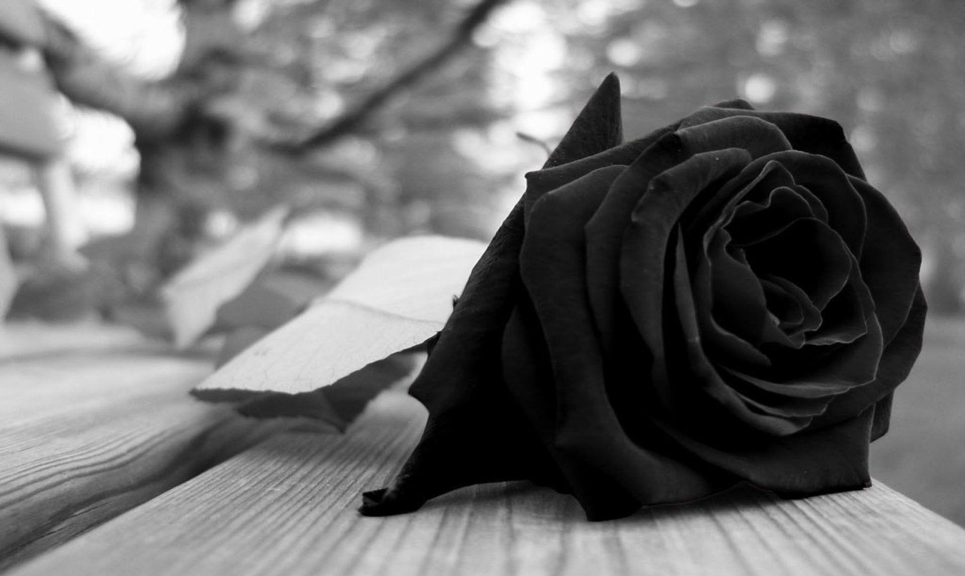 1920x1146 Black Roses Wallpaper