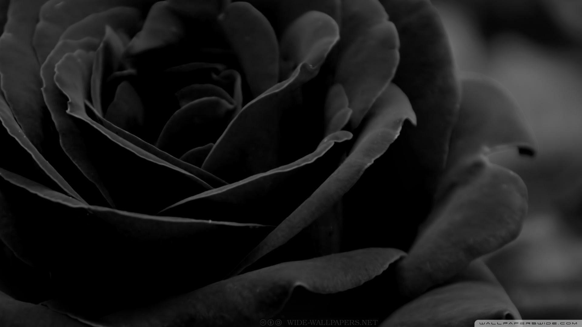1920x1080 Gothic Roses Wallpaper 28 HD Wallpaper Free