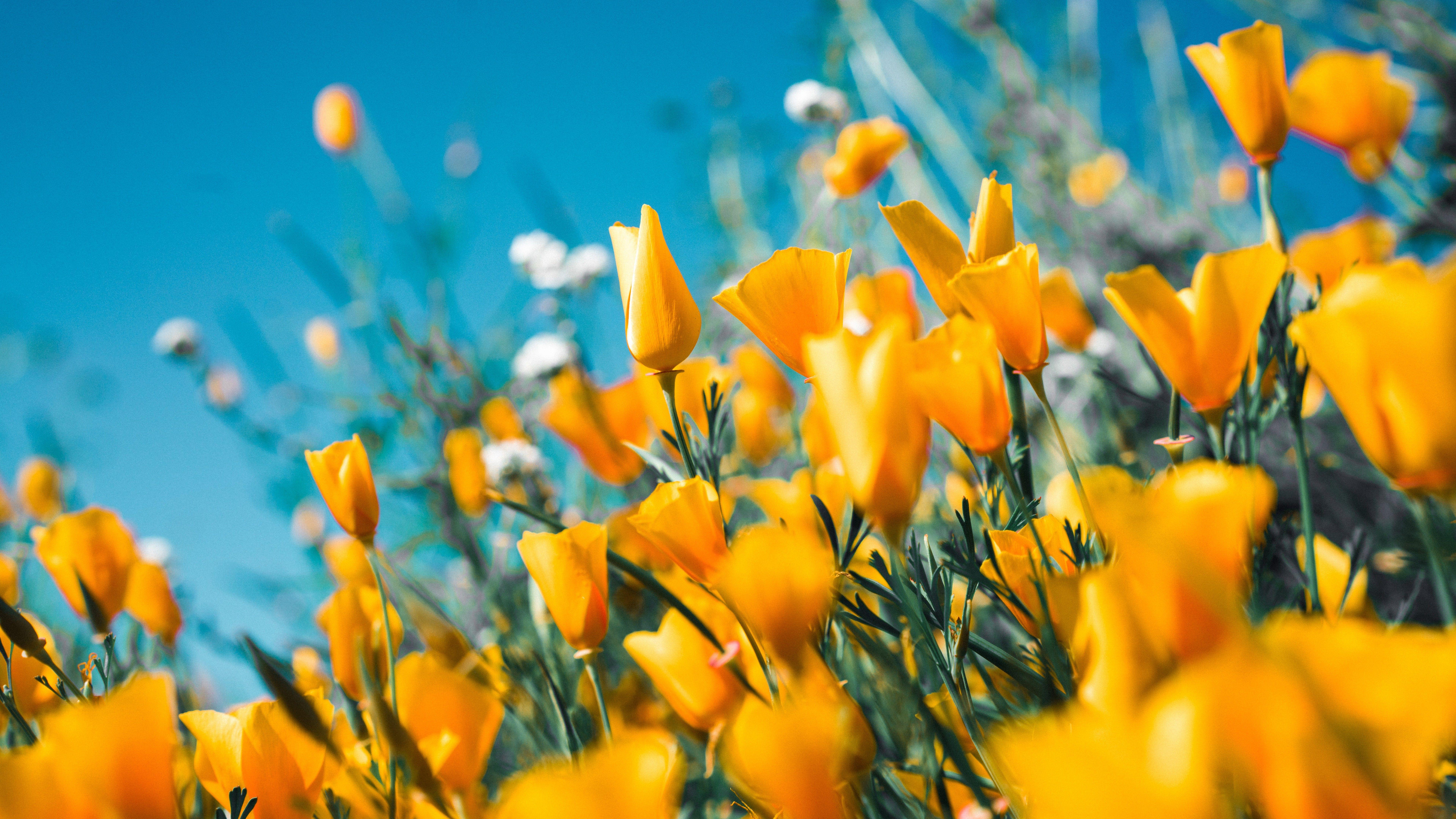 7680x4320 Yellow Flower 4K 8K HD Wallpaper