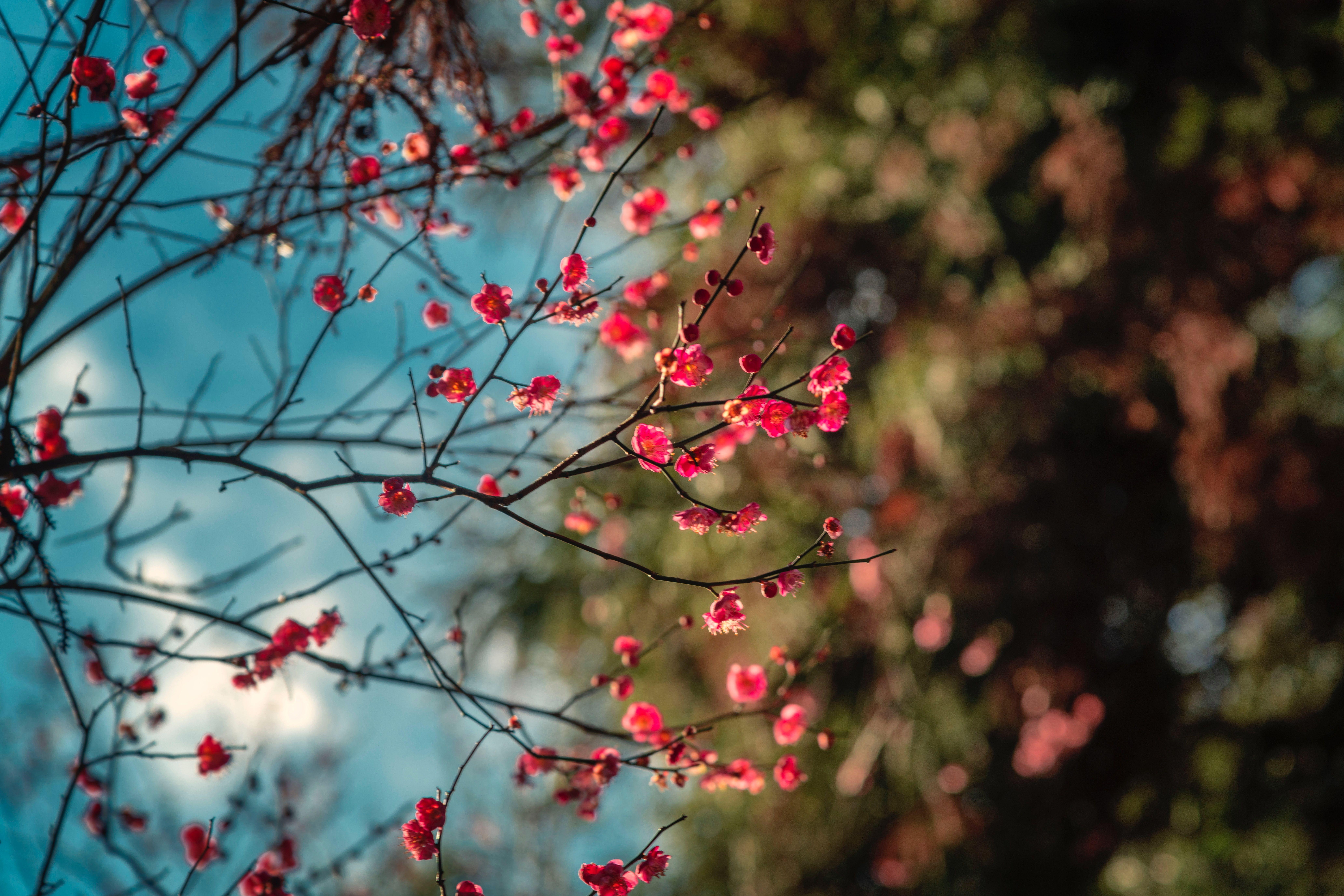 8256x5504 Blossom Petal Flowers 8k 8k HD 4k Wallpaper, Image, Background, Photo and Picture