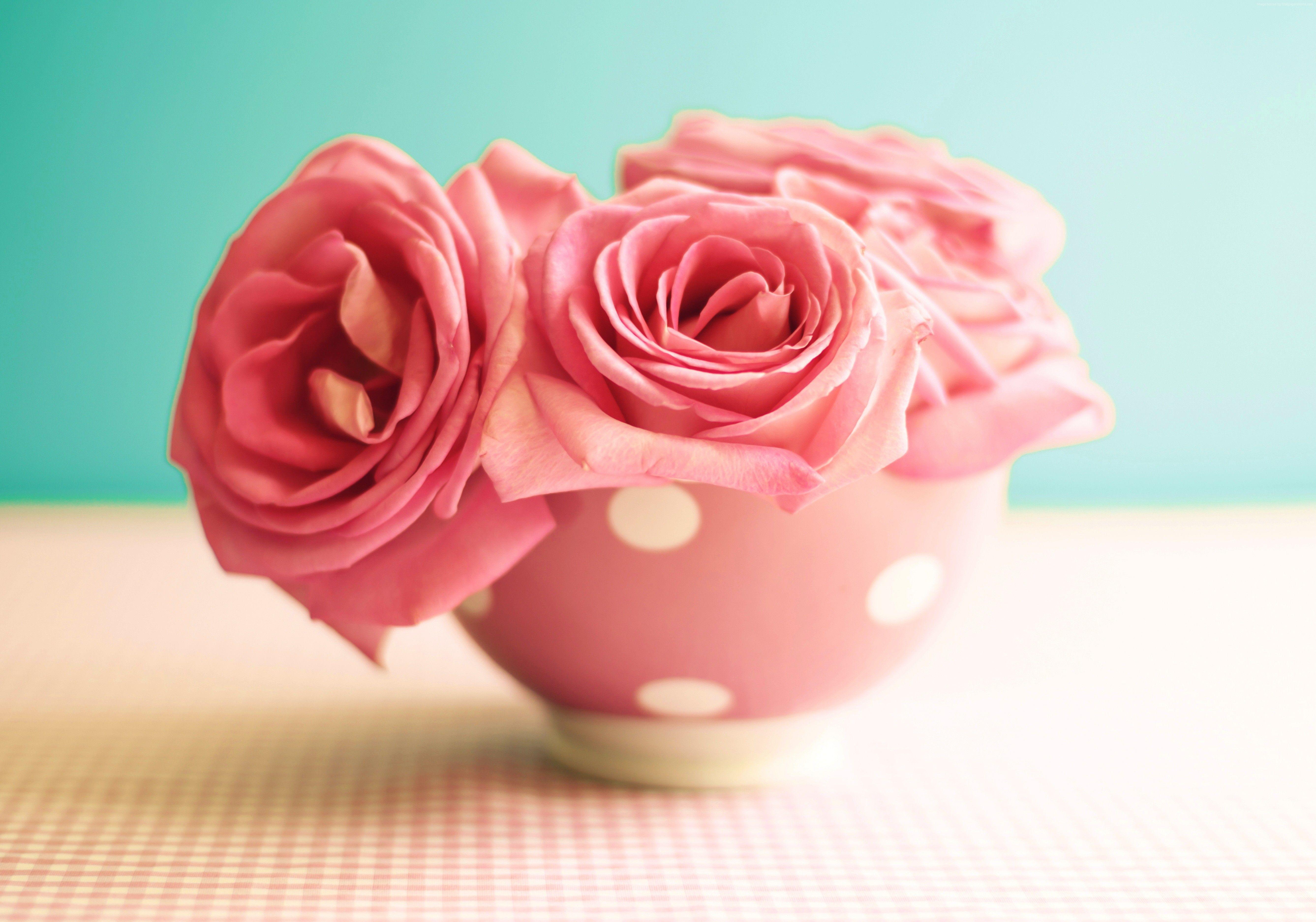 5350x3750 Roses Flower 4K Wallpaper