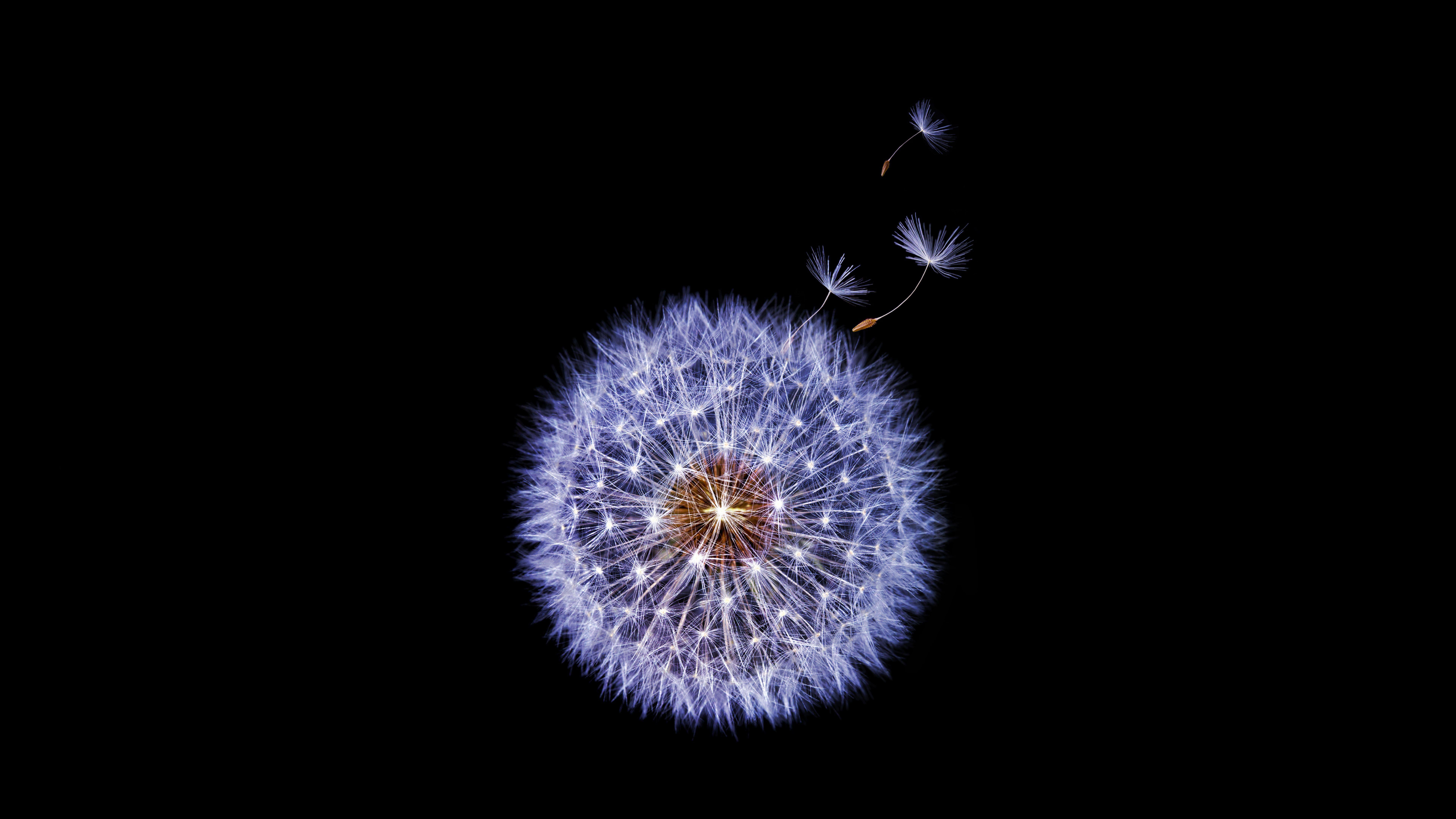 7680x4320 Dandelion flower Samsung Galaxy S9 Stock 8K Wallpaper, HD Flowers 4K Wallpaper, Image, Photo and Background