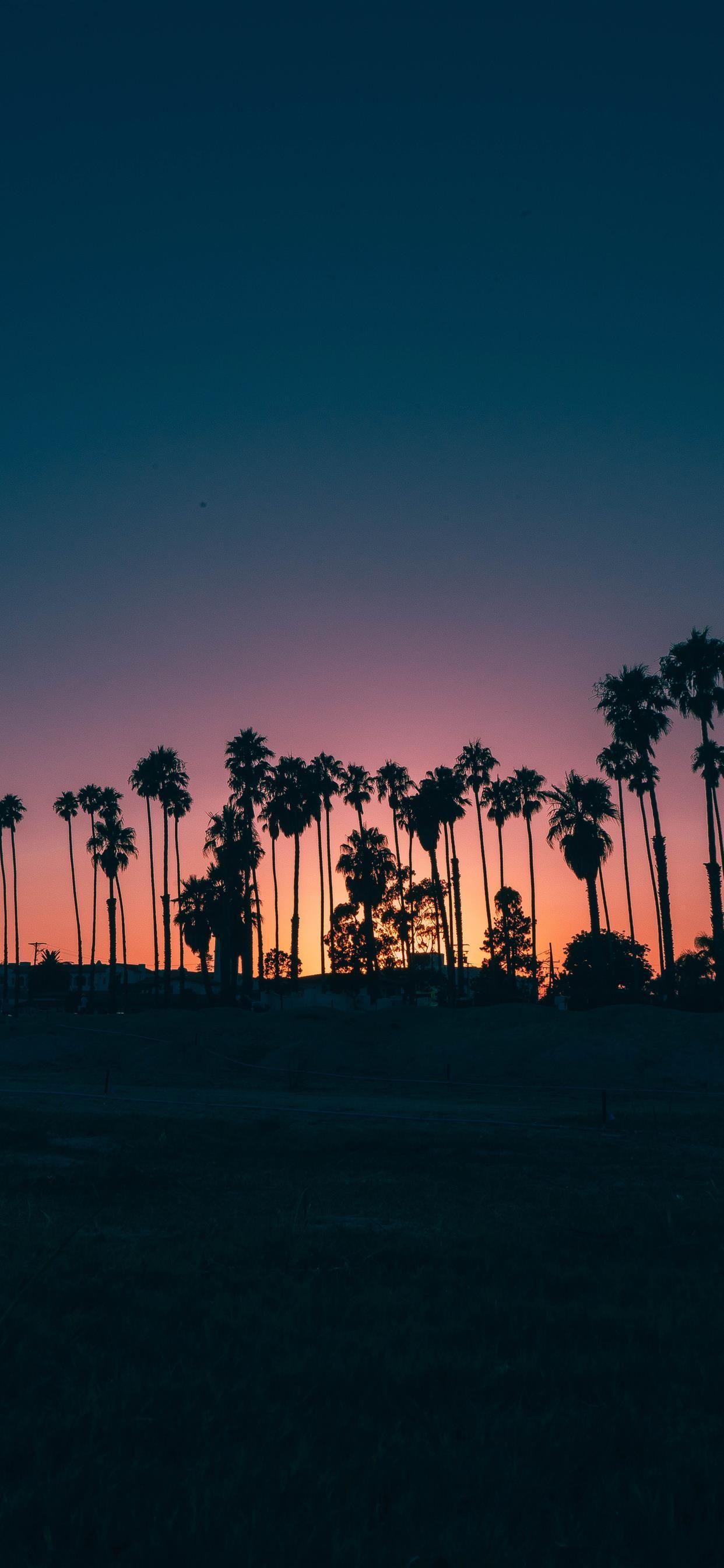 1242x2688 palm trees during sunset iPhone X Wallpaper Free Download