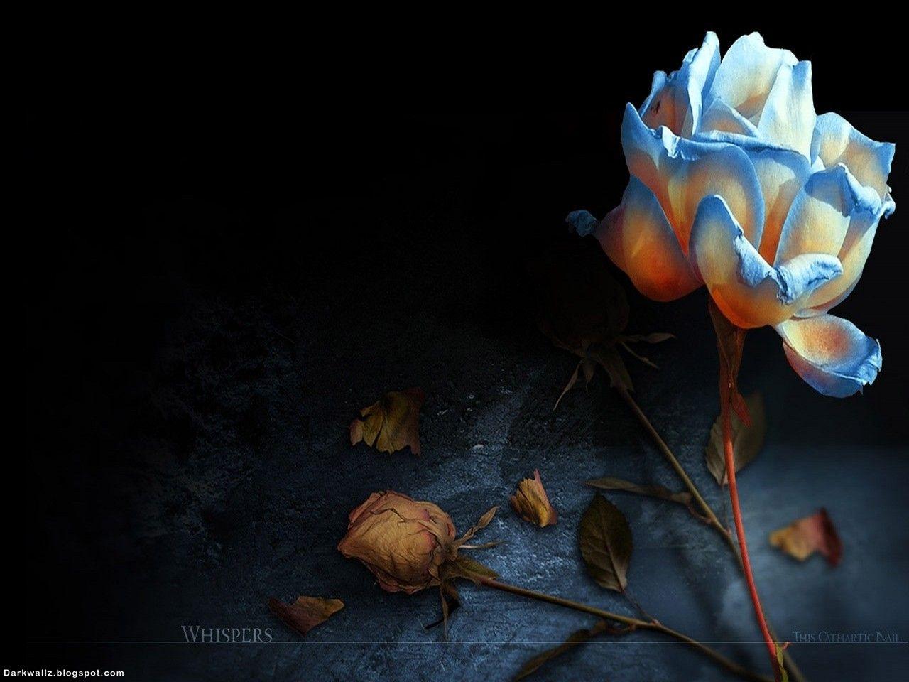 1280x960 Wallpaper Of Black Roses
