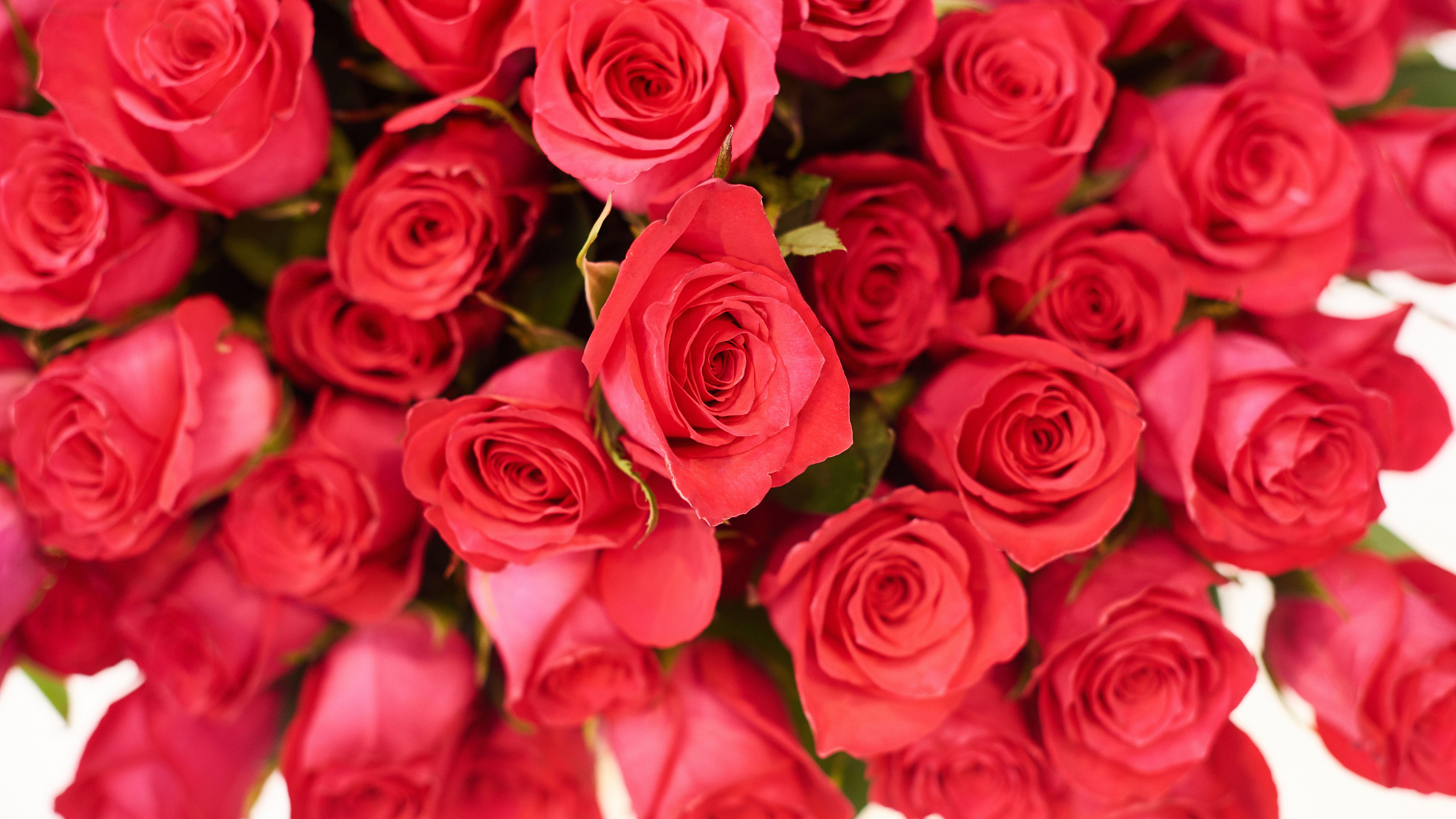 7680x4320 Rose HD Wallpaper & Background
