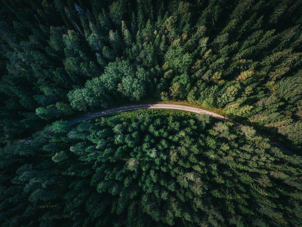 1024x768 Forest Aerial View 4k Wallpaper