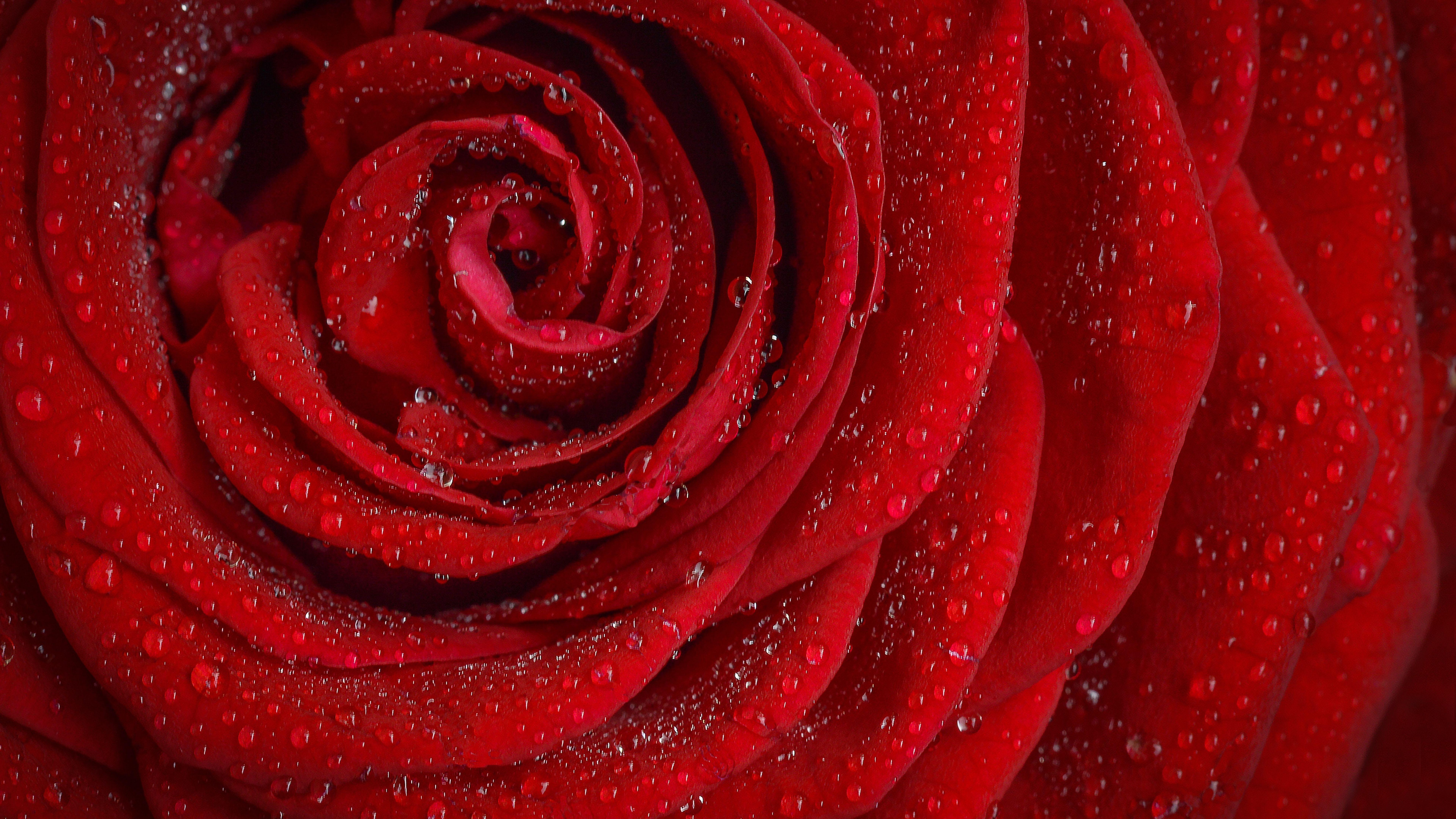 7680x4320 rose, flower, petals 8K Wallpaper, HD Macro 4K Wallpaper, Image, Photo and Background