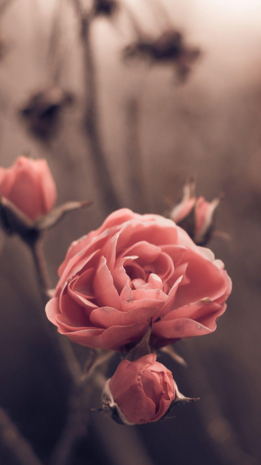 1080x1920 Wallpaper Rose, 5k, 4k wallpaper, 8k, spring, flowers, blur, Nature