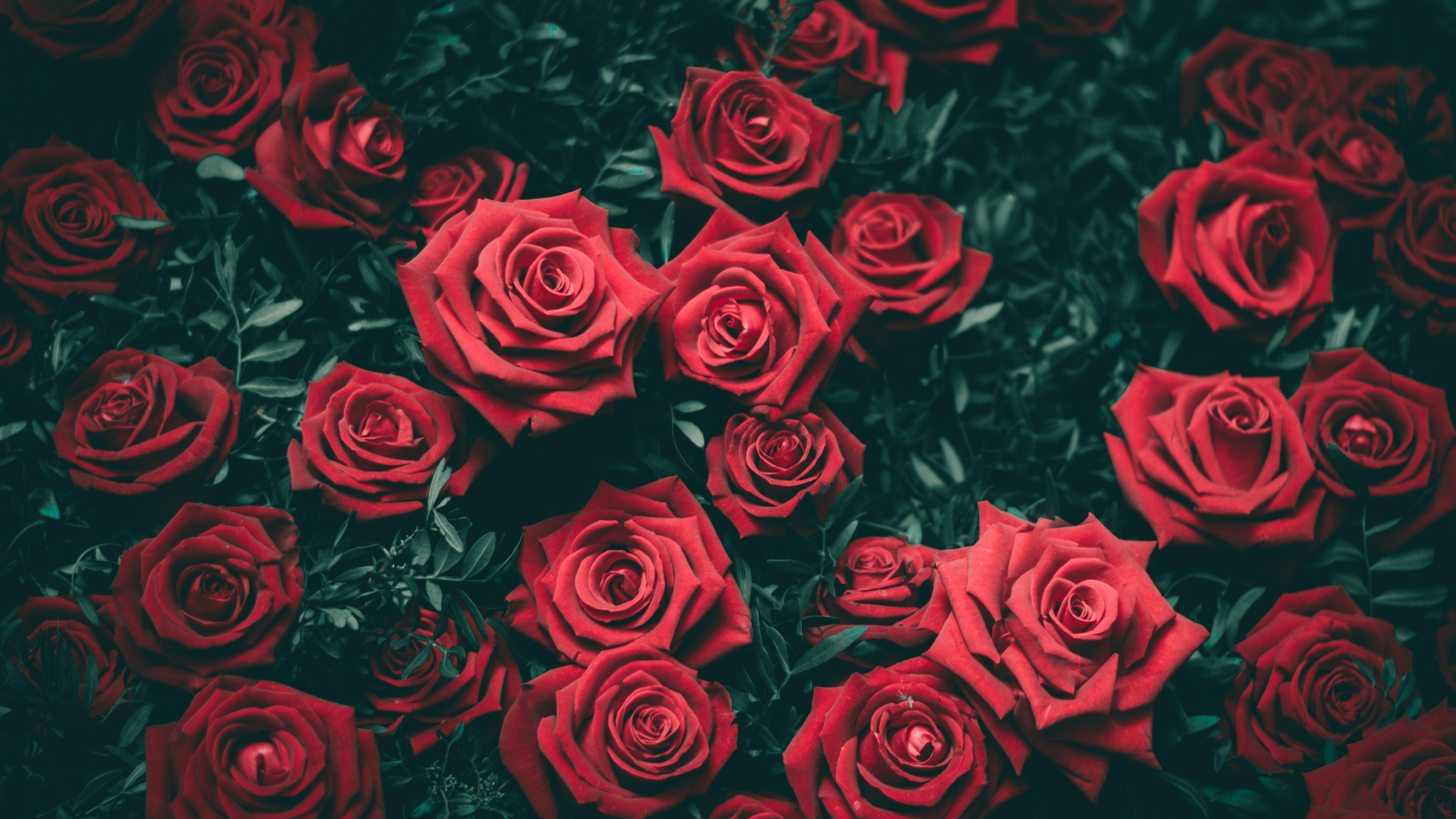 7680x4320 roses, bushes, red 8K Wallpaper, HD Flowers 4K Wallpaper, Image, Photo and Background
