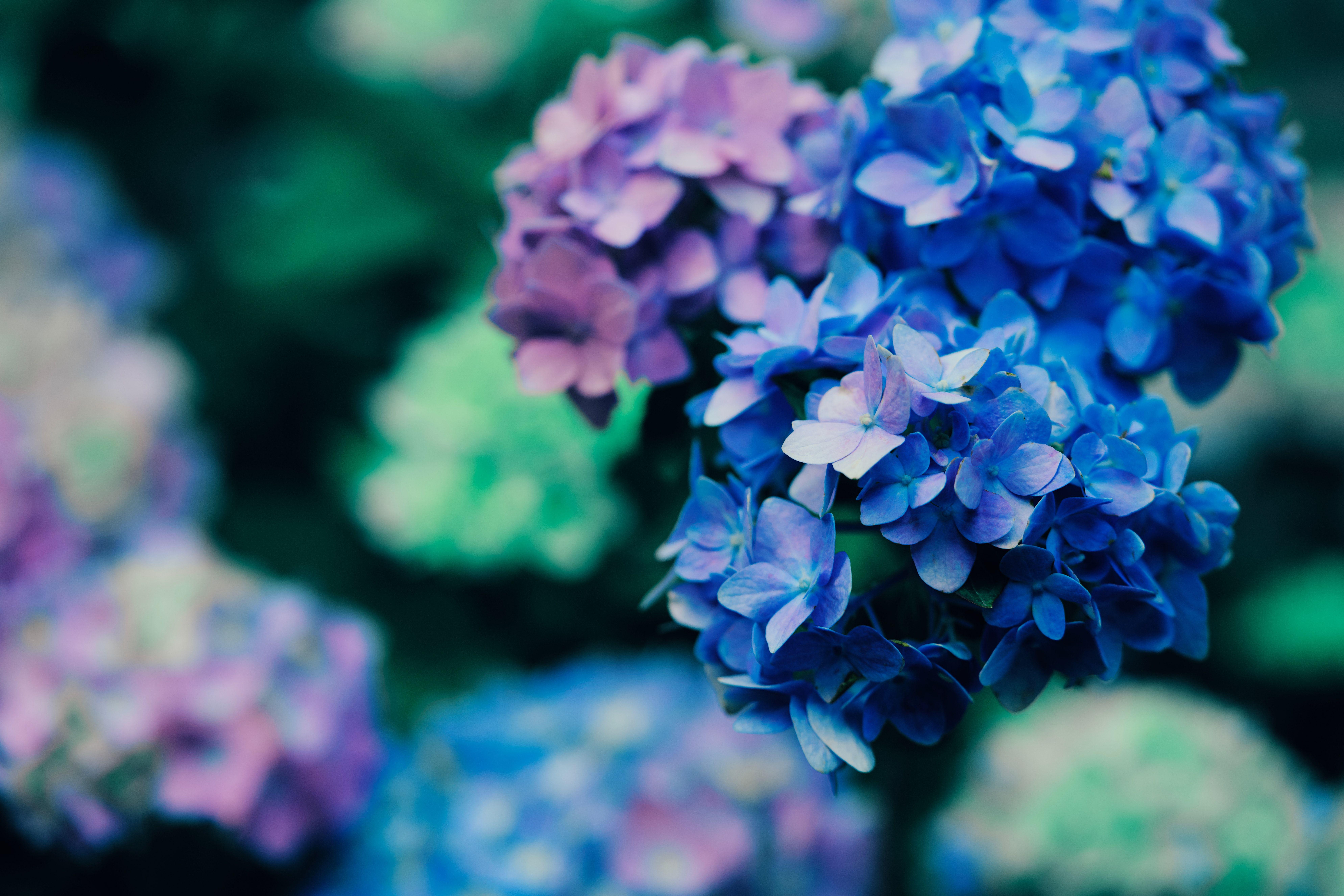 7952x5304 Purple Flowers Wallpaper 4K, Blossom, Plant, Macro, 5K, 8K, Flowers