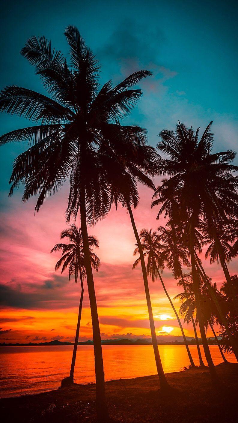 Palm Tree Sunset iPhone Wallpapers - Top Free Palm Tree Sunset iPhone ...