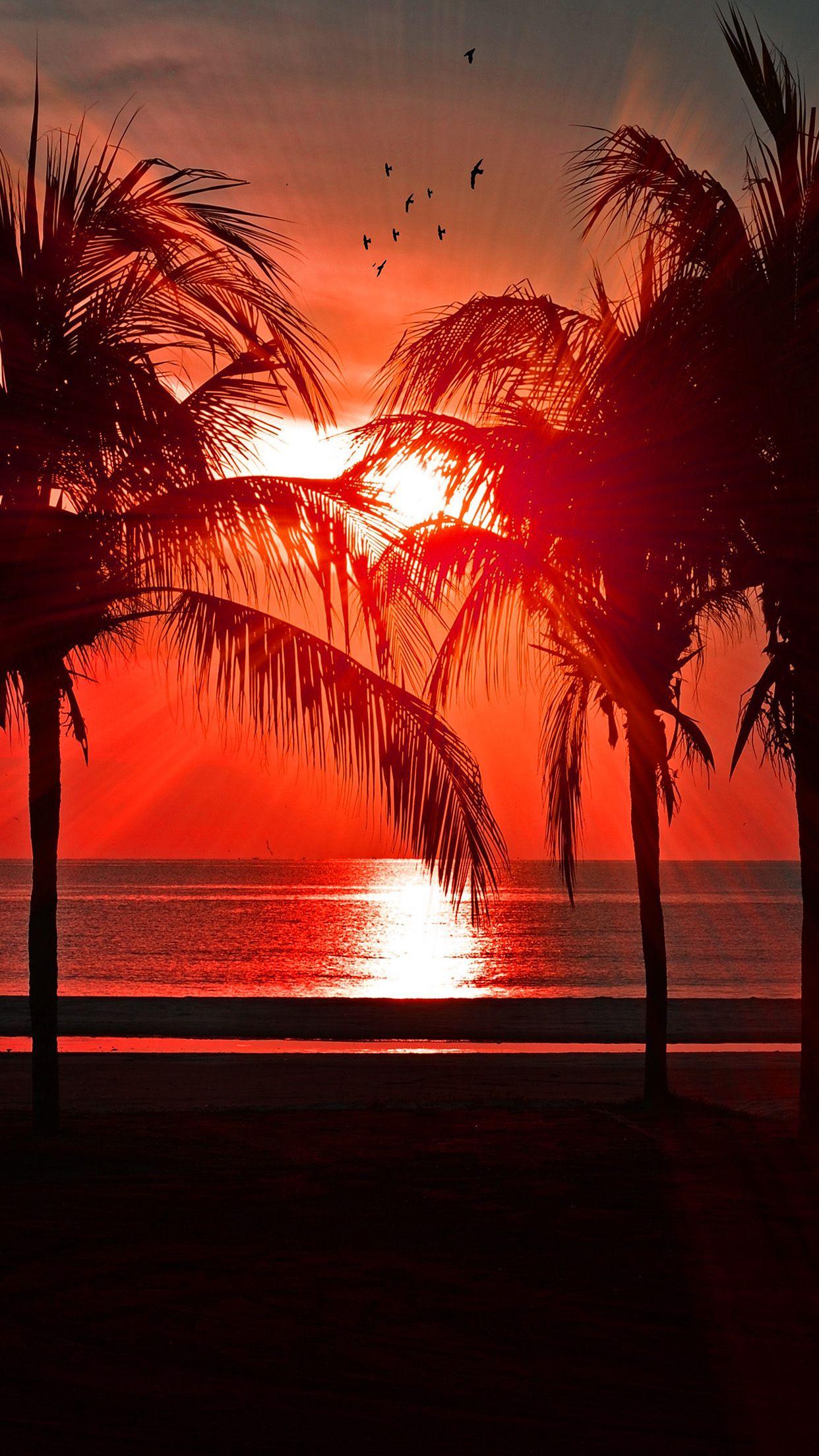 Palm Tree Sunset Iphone Wallpapers Top Free Palm Tree Sunset Iphone