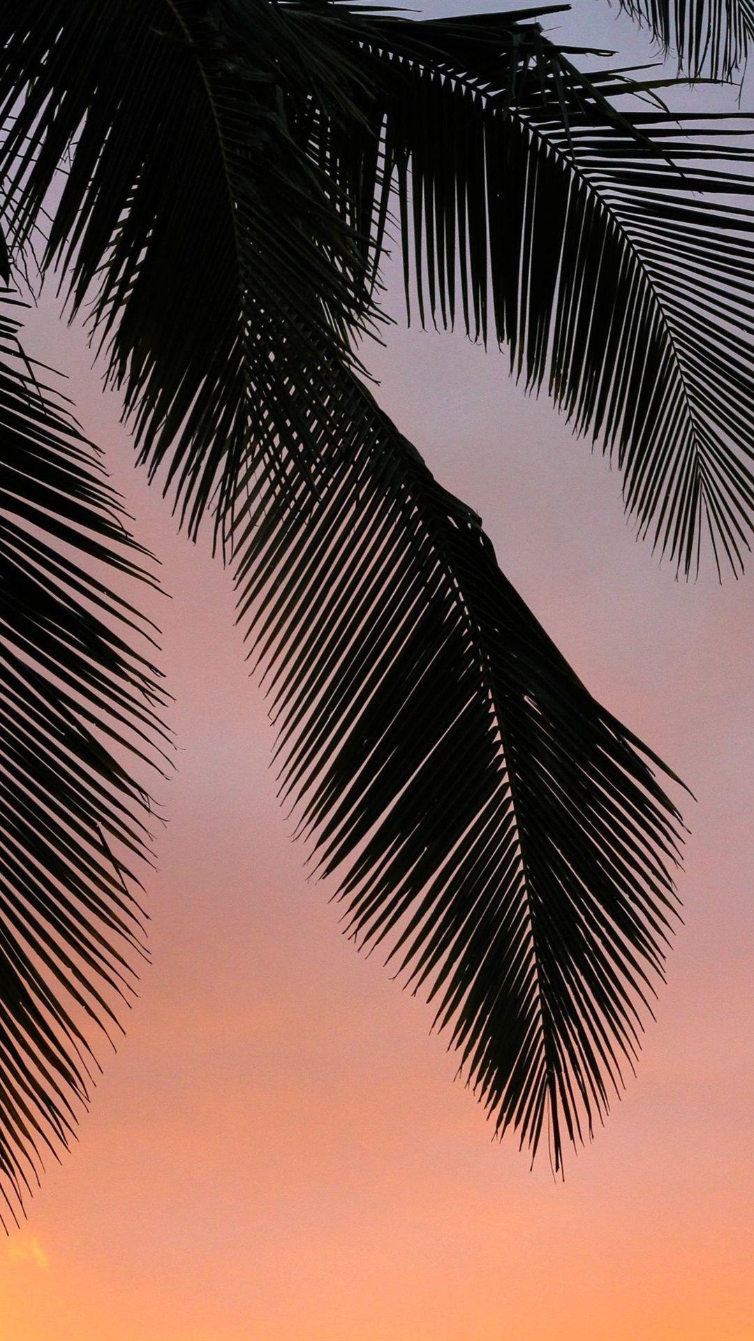 1080x1920 Sunset, Palm Trees, Silhouette 1080x1920 IPhone 8 7 6 6S Plus Wallpaper, Background, Picture, Image