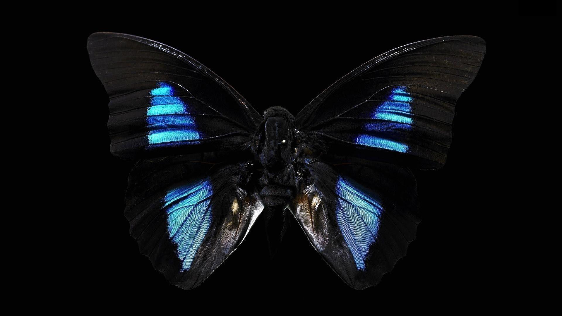 1920x1080 Butterfly Black Background