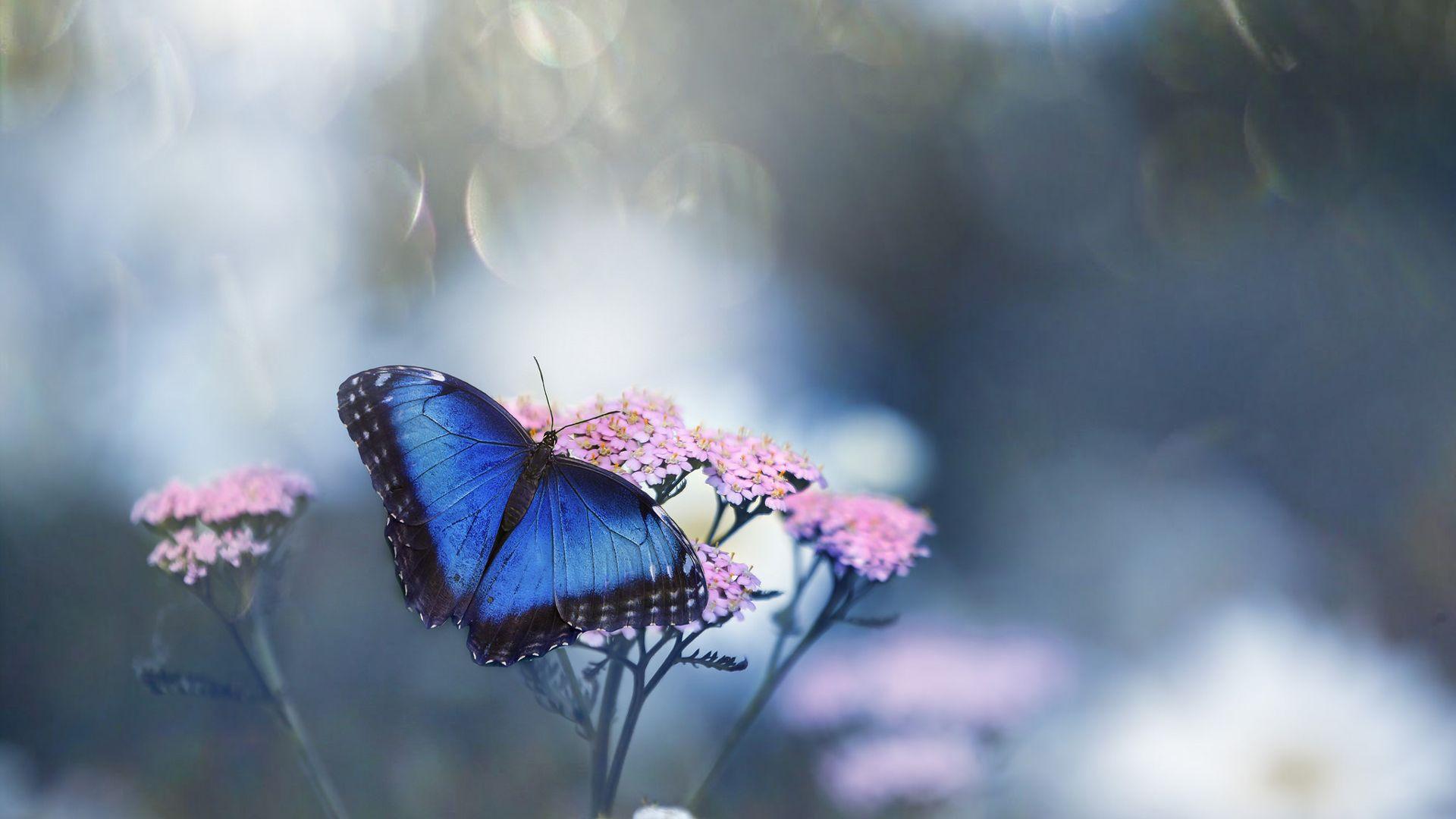1920x1080 Blue Black Butterfly On Pink Flower In Blur Background HD Butterfly Wallpaper