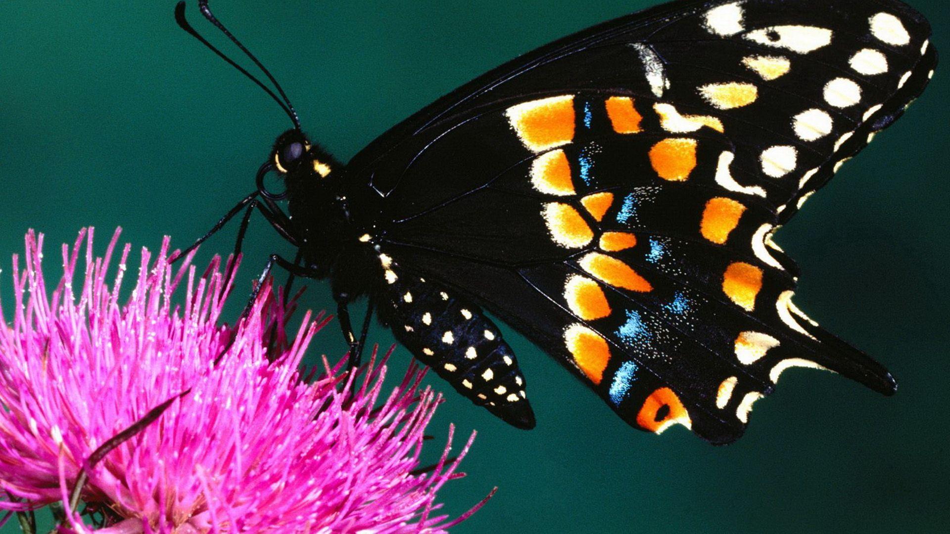 Black Butterfly HD Wallpapers - Top Free Black Butterfly HD Backgrounds