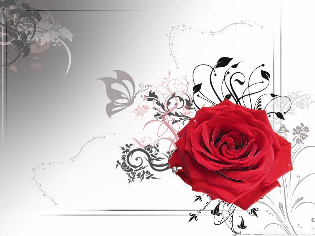 1024x768 Lovely Red Rose Wallpaper