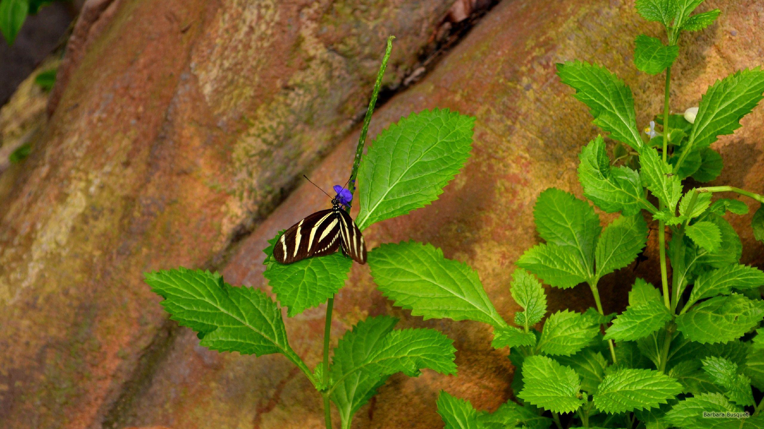 2560x1440 Yellow black butterfly's HD Wallpaper