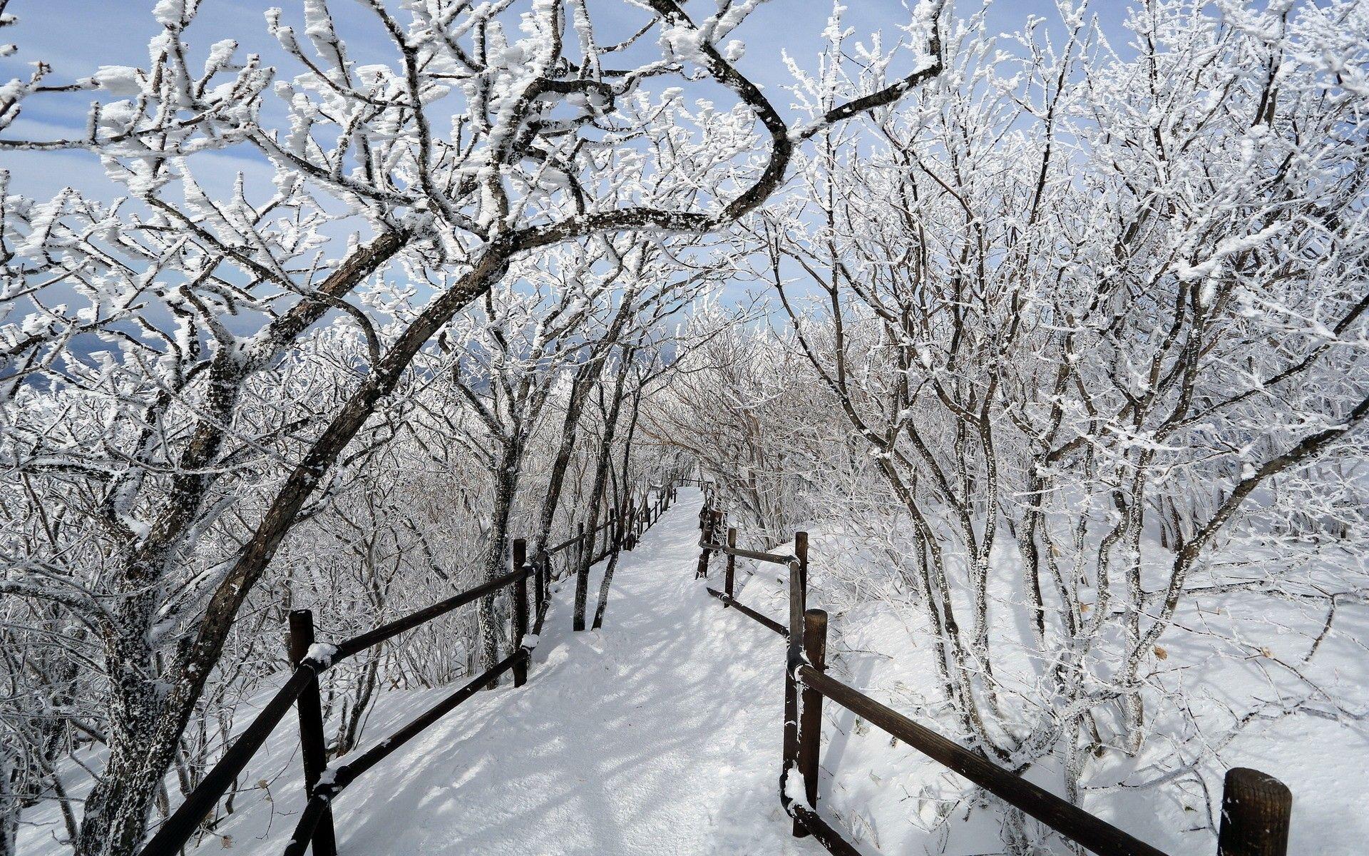 Нежен чист. Тропинки на снегу в городе. Снежная тропинка в городе. Зимняя тропинка в городе. Заснеженная тропинка зимой в городе.