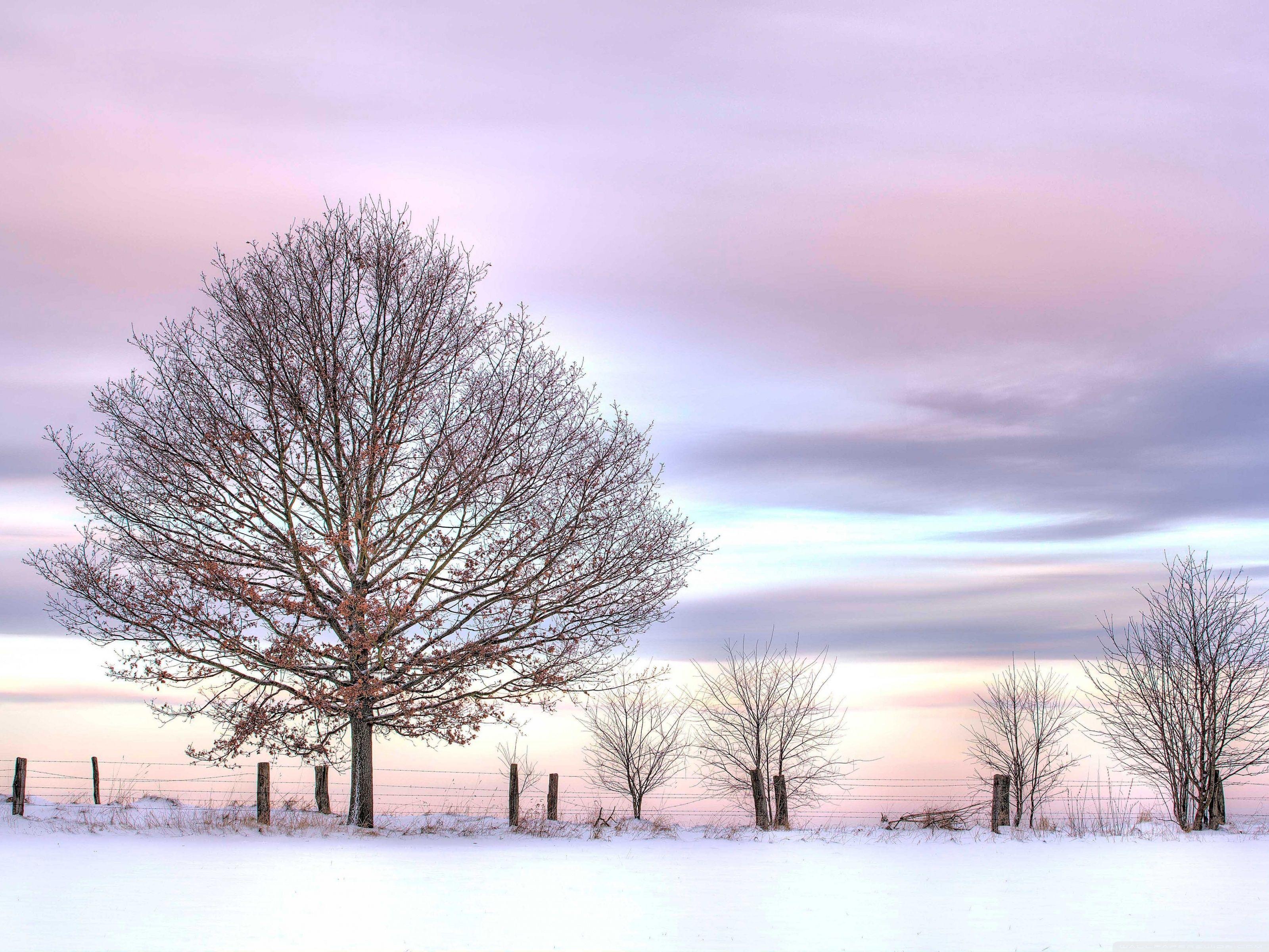 3200x2400 Trees And Fence, Winter ❤ 4K HD Desktop Wallpaper for 4K Ultra HD