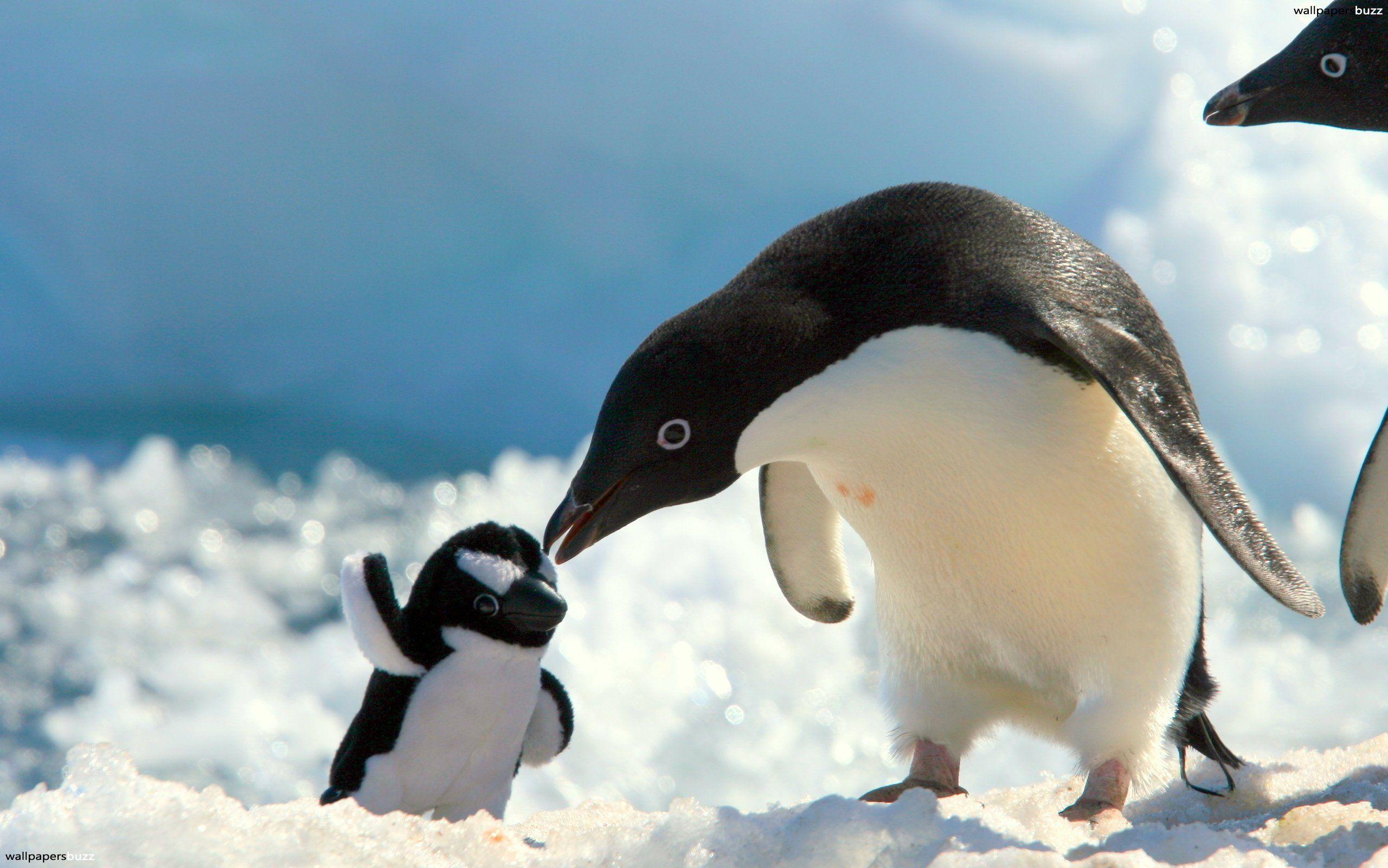 2560x1600 Free download Mothers love HD Wallpaper [2560x1600] for your Desktop, Mobile & Tablet. Explore Penguin Wallpaper Love. Penguin Wallpaper Love, Penguin Wallpaper, Penguin Wallpaper