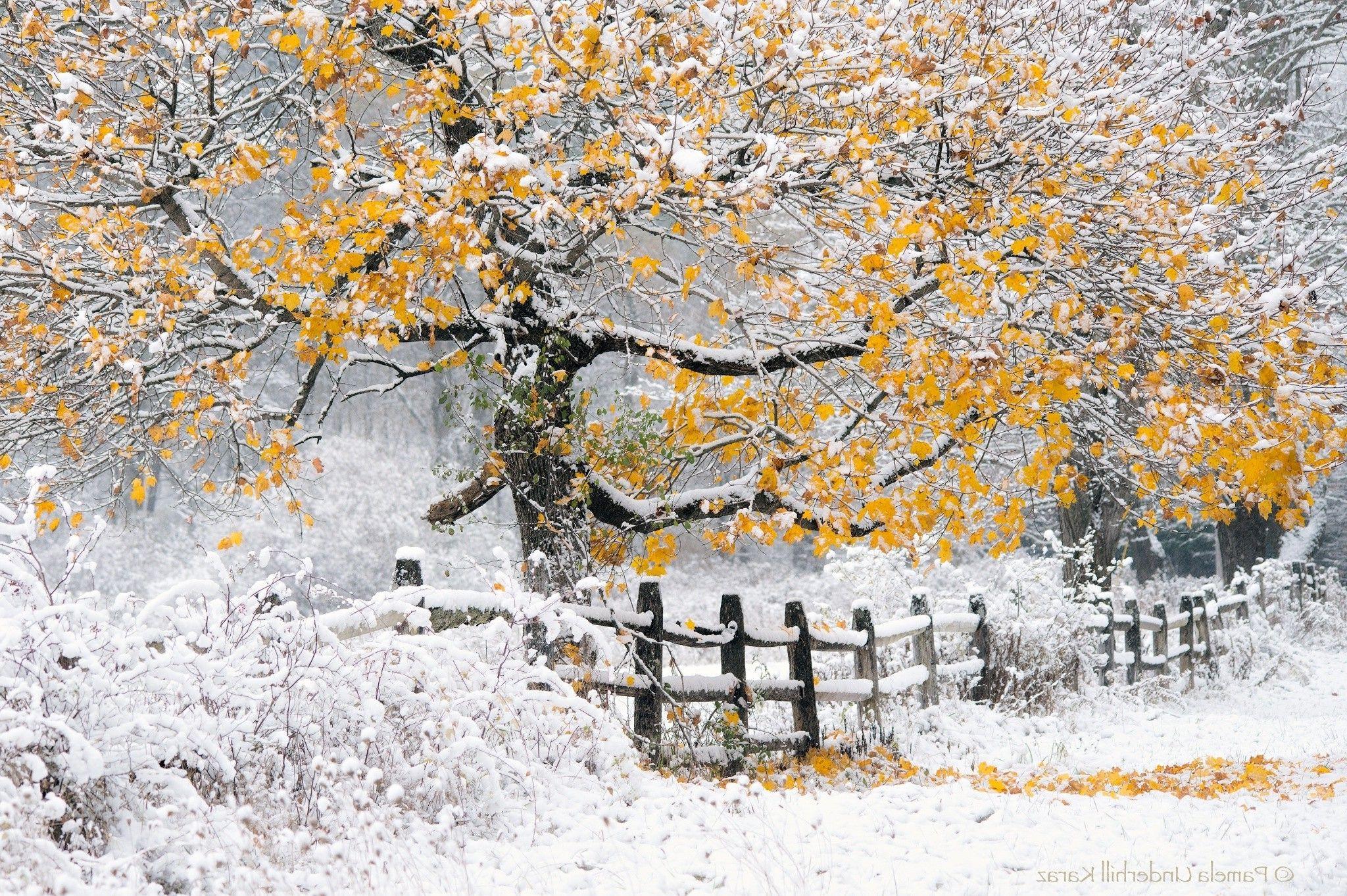 2048x1363 winter, Landscape, Nature, Trees, Snow, Fence Wallpaper HD