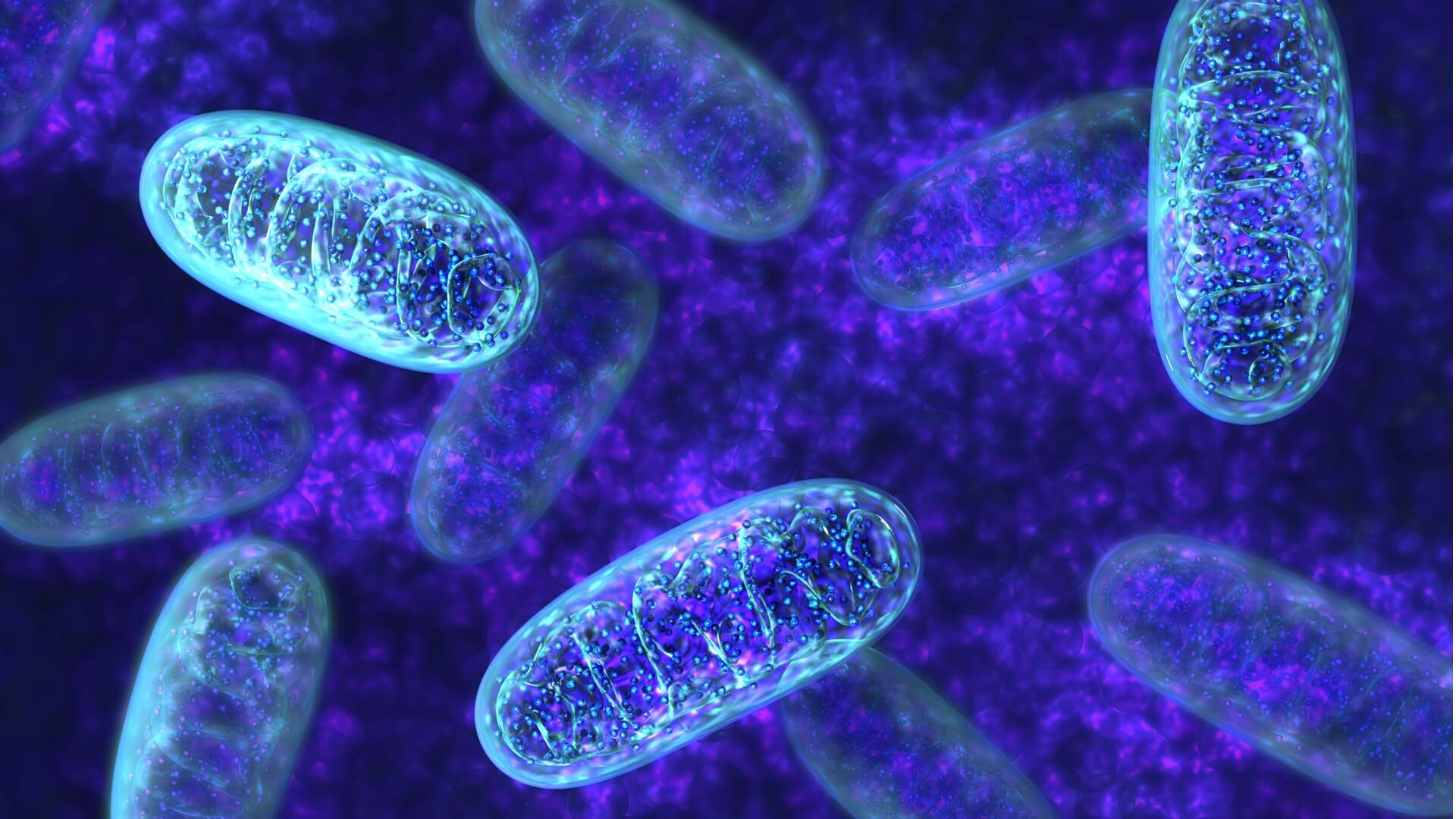 1920x1080 Trait: Mitochondria and Energy®