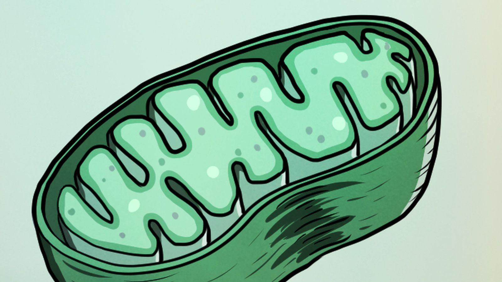 1600x900 Free download Sperm self sabotage to make sure mothers have a bigger influence [1600x900] for your Desktop, Mobile & Tablet. Explore Mitochondria Wallpaper. Mitochondria Wallpaper