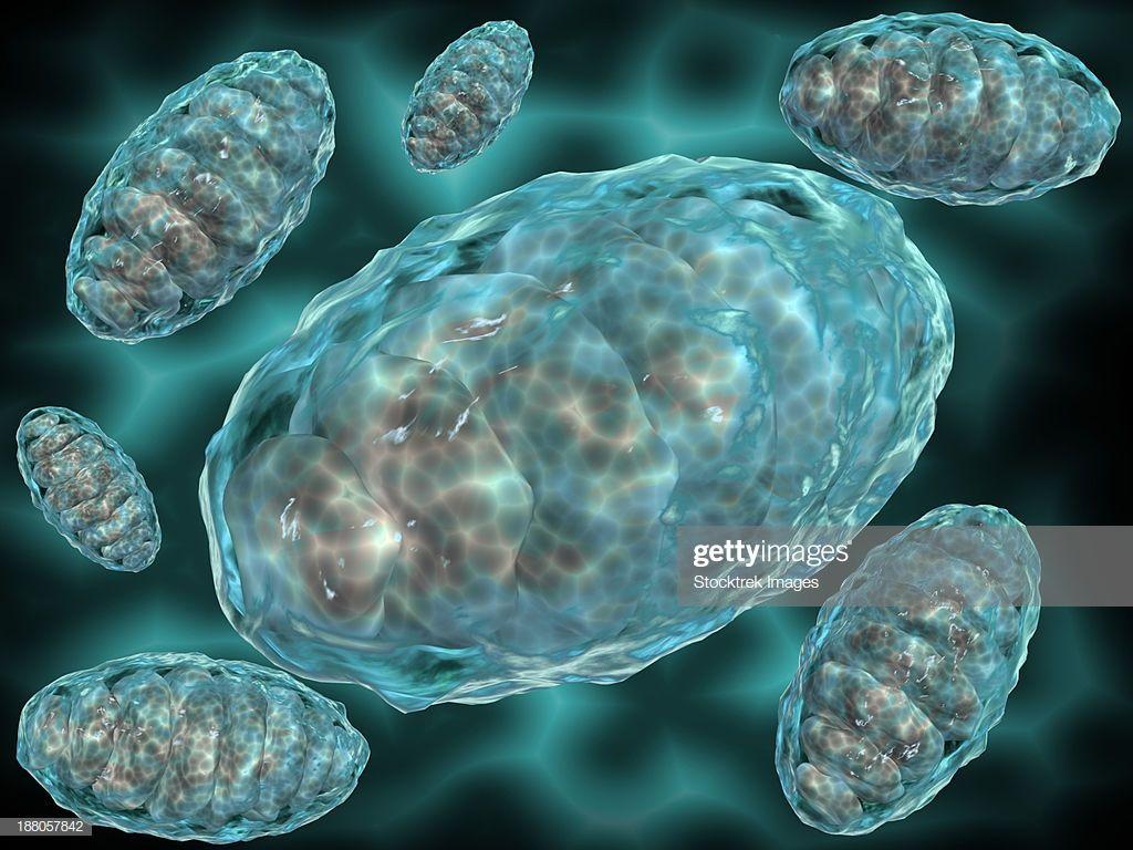 1024x768 Free download Microscopic View Of Mitochondria Mitochondria Are The Cells Power [1024x768] for your Desktop, Mobile & Tablet. Explore Mitochondria Wallpaper. Mitochondria Wallpaper