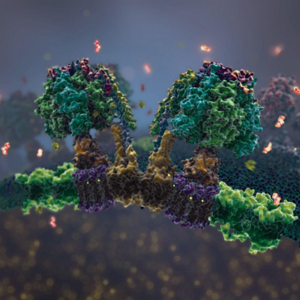 1000x1000 The Inner Life of the Cell. XVIVO Scientific Animation