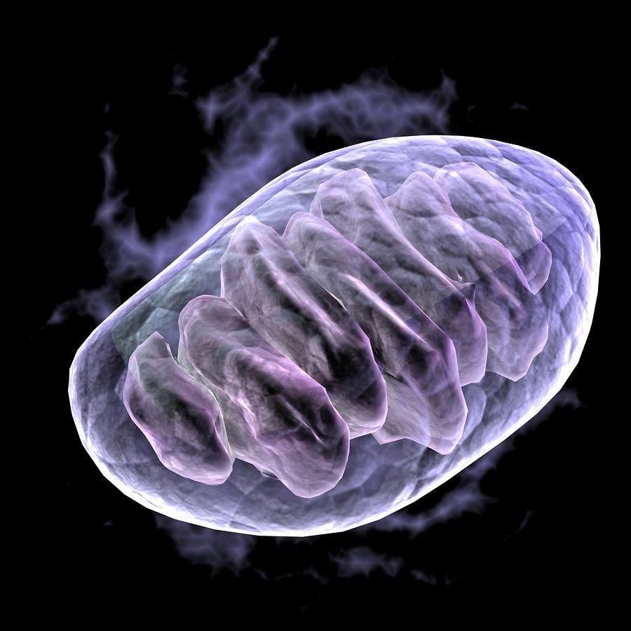 900x900 900x900px Mitochondria (370.31 KB).04.2015