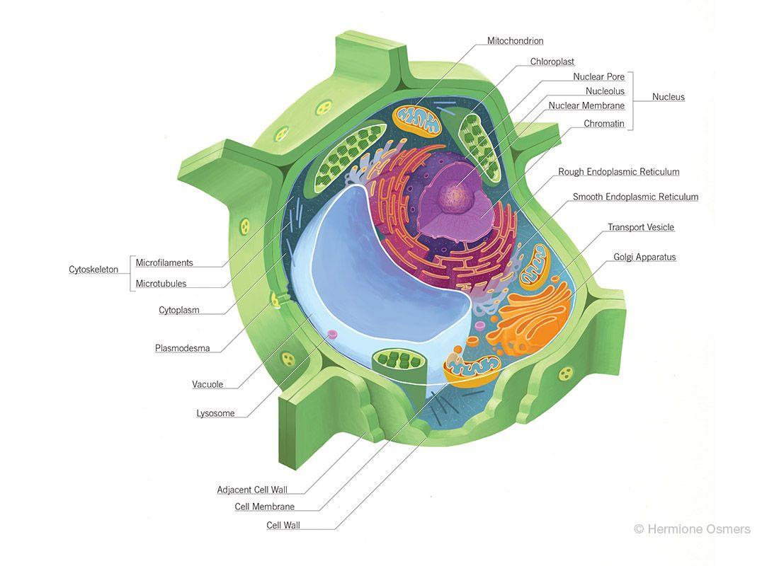 1100x800 Mitochondria Wallpaper. Mitochondria Wallpaper, Mitochondria PowerPoint Background and