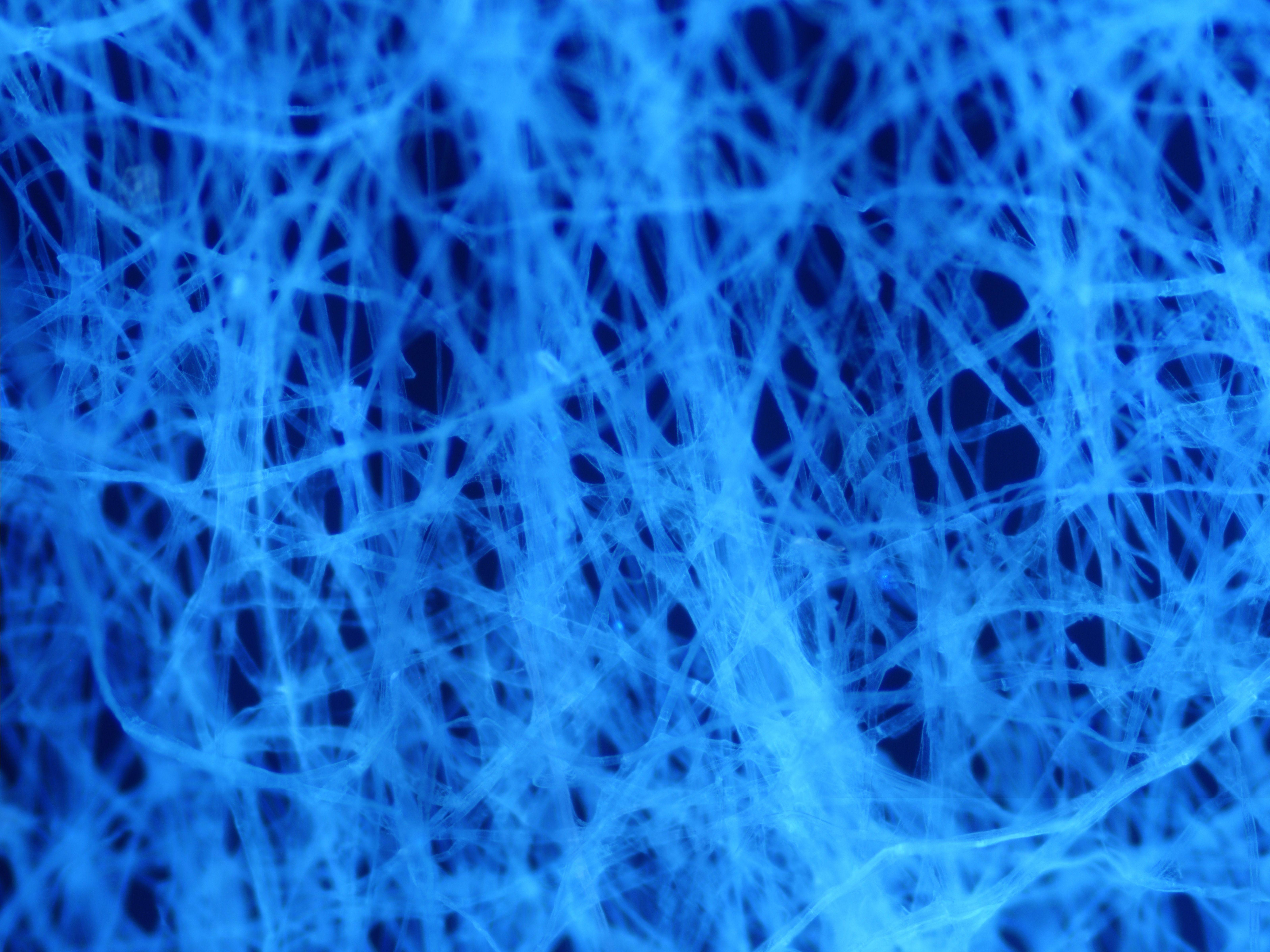 6400x4800 Autofluorescence